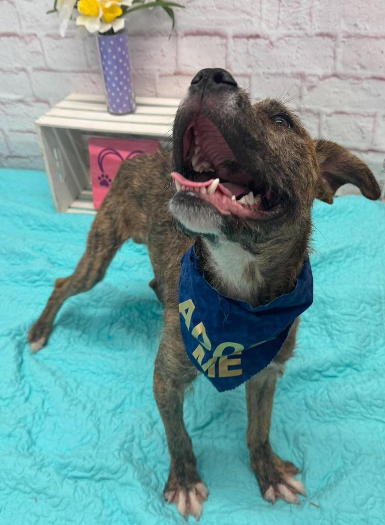Enlarge Ace of Base, a Adoptable mixed breed in Detroit, MI image 3/6