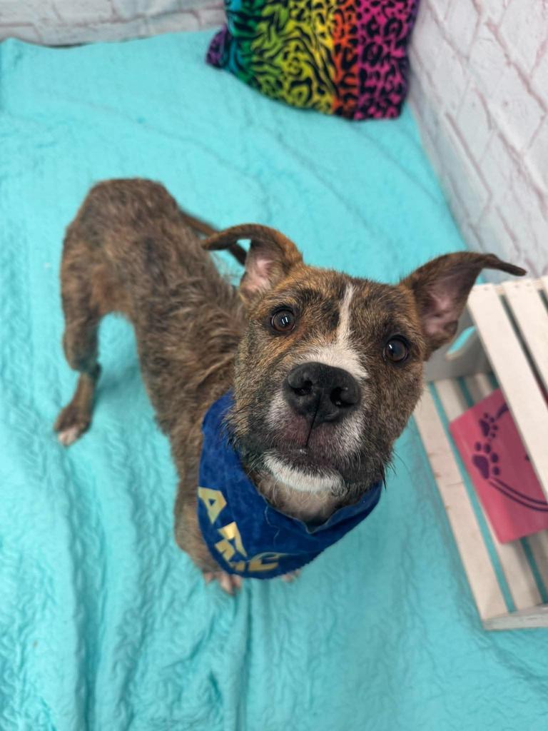 Enlarge Ace of Base, a Adoptable mixed breed in Detroit, MI image 4/6