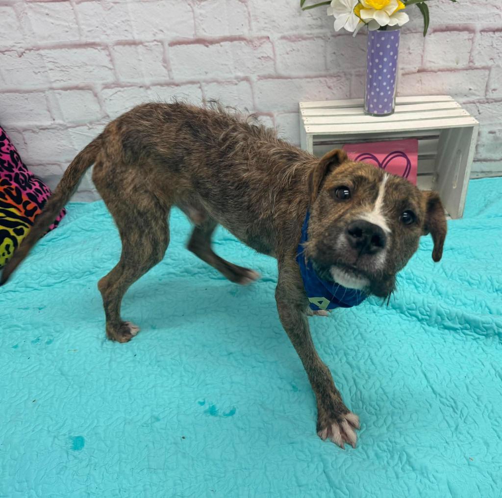 Enlarge Ace of Base, a Adoptable mixed breed in Detroit, MI image 5/6
