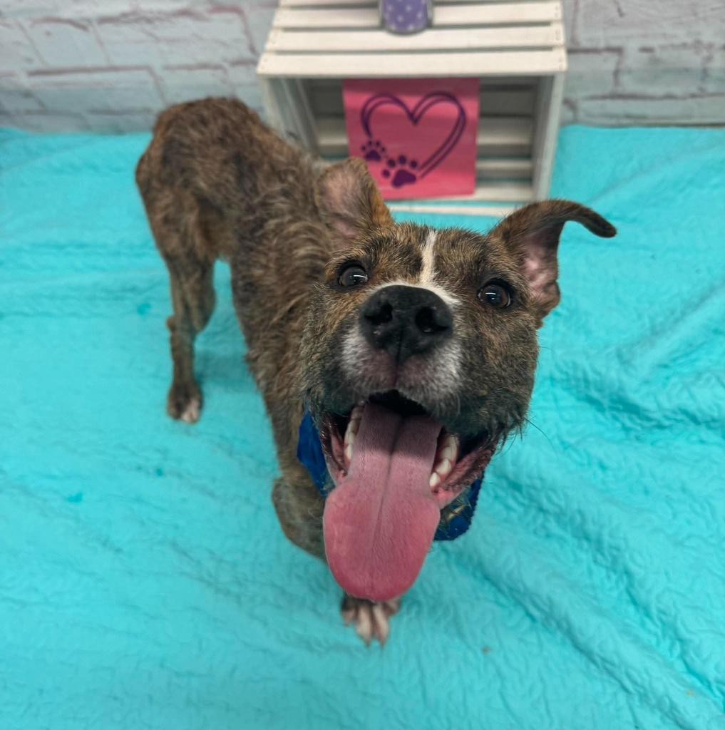 Enlarge Ace of Base, a Adoptable mixed breed in Detroit, MI image 6/6