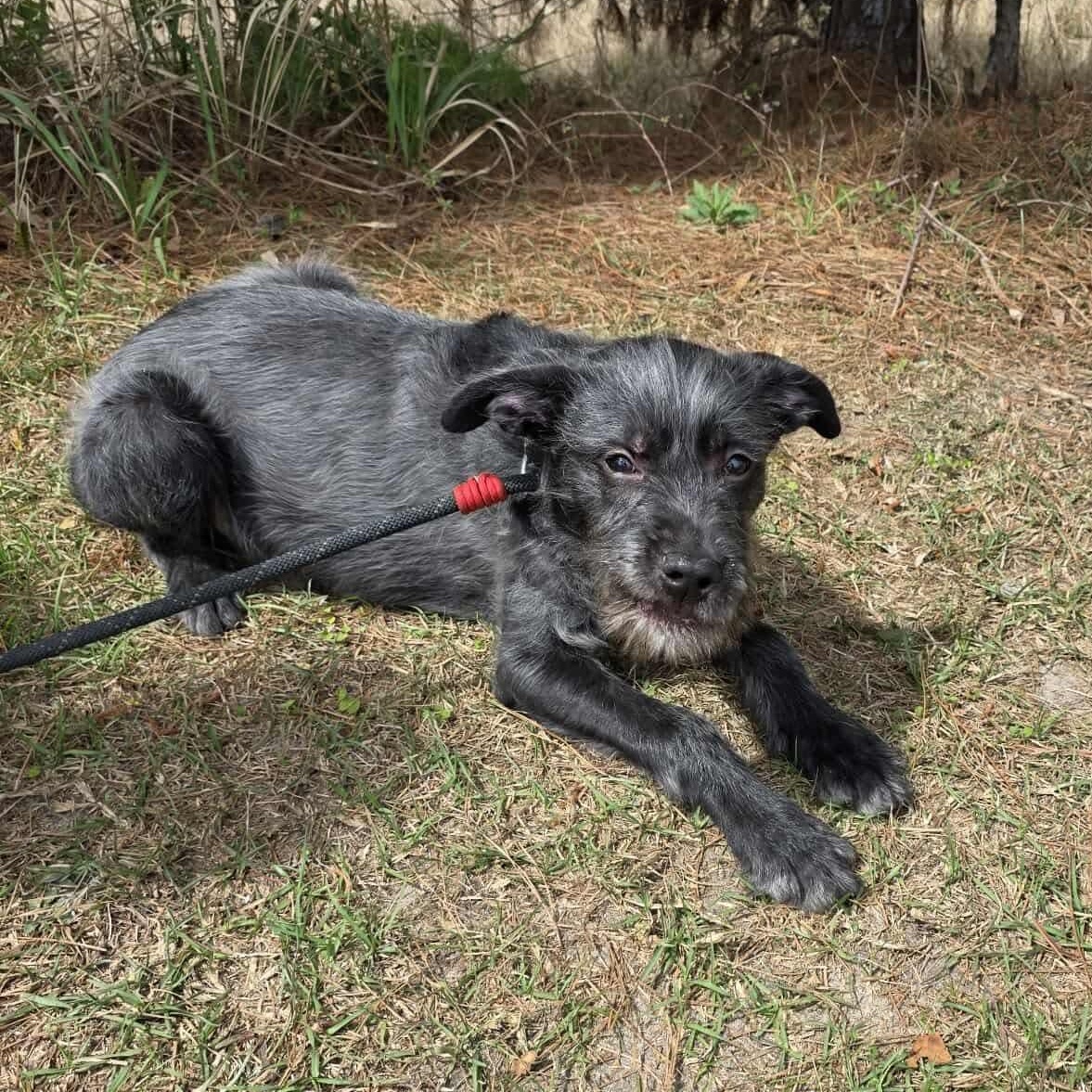 Oreo George, a Adoptable mixed breed in Southfield , MI image 4/6