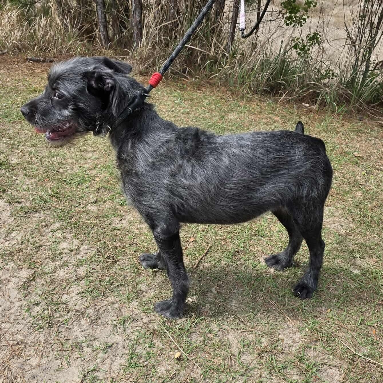 Oreo George, a Adoptable mixed breed in Southfield , MI image 5/6