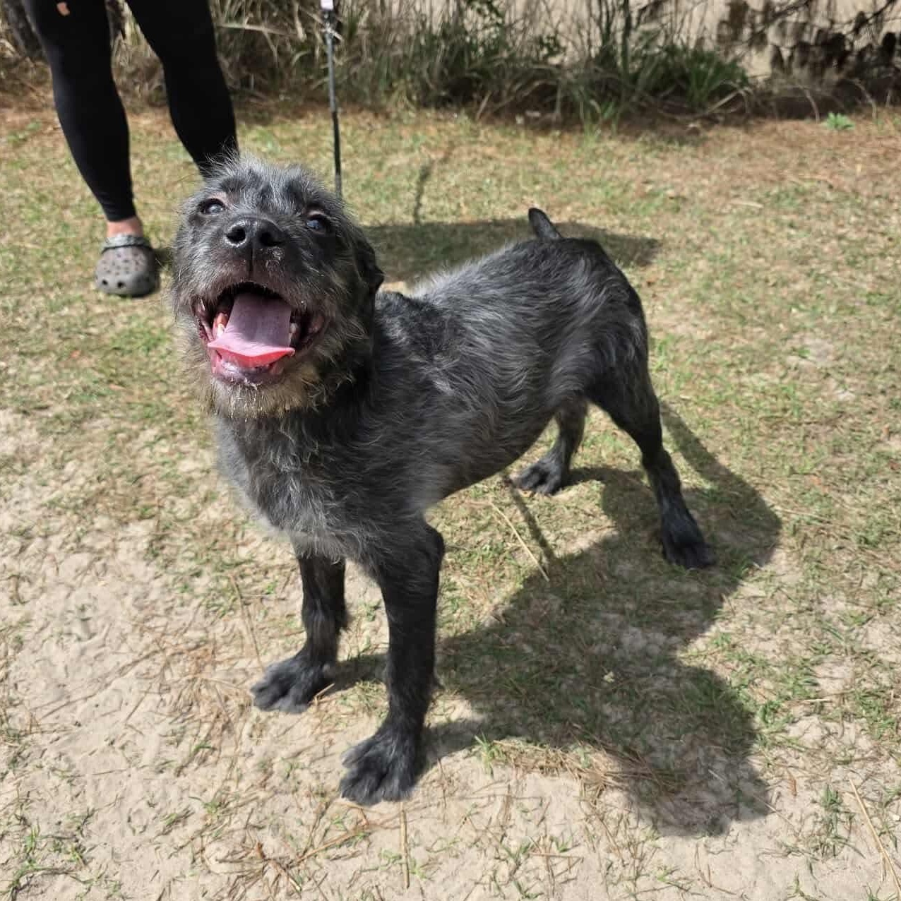 Oreo George, a Adoptable mixed breed in Southfield , MI image 2/6