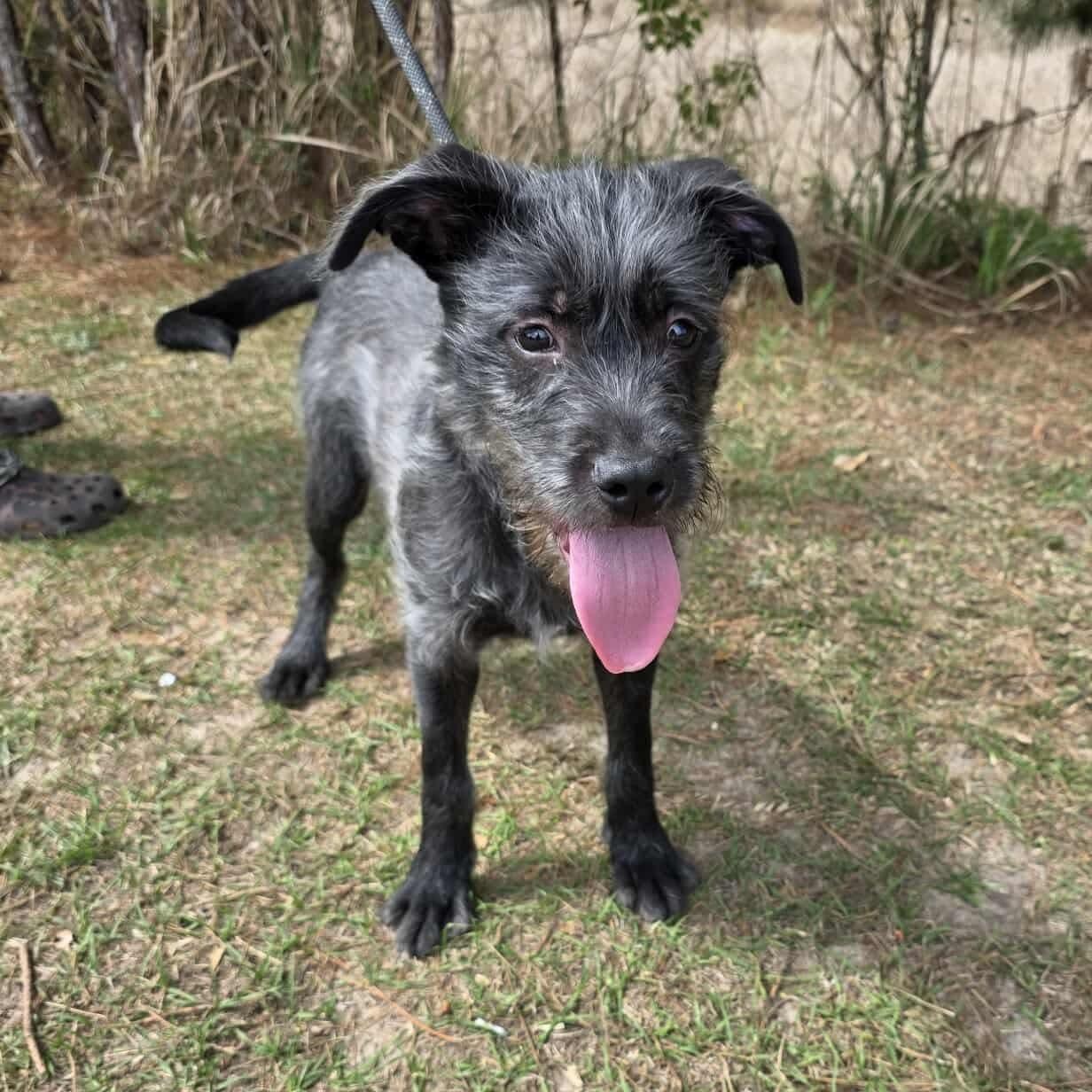 Oreo George, Adoptable, Puppy Male Miniature Schnauzer.