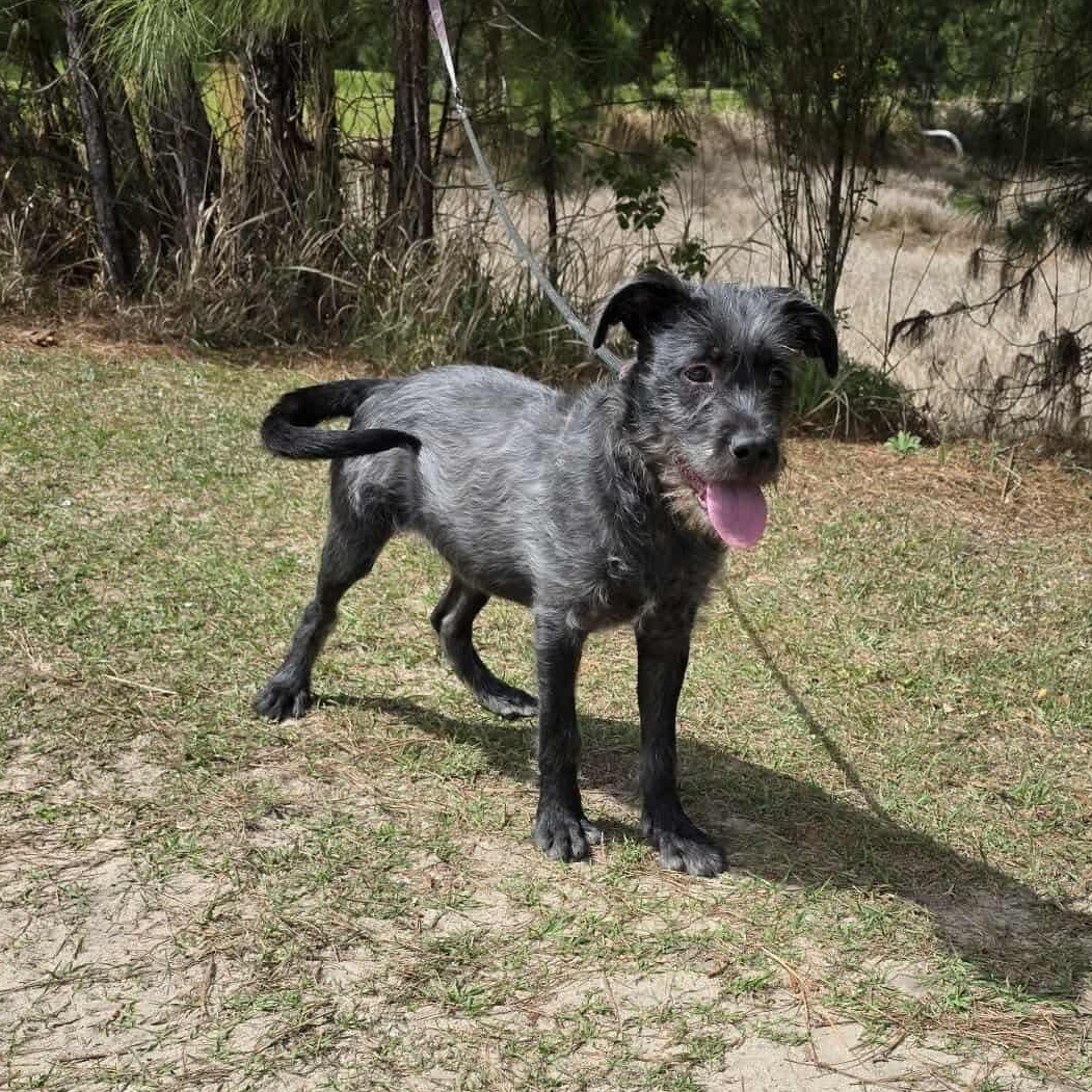 Oreo George, a Adoptable mixed breed in Southfield , MI image 3/6