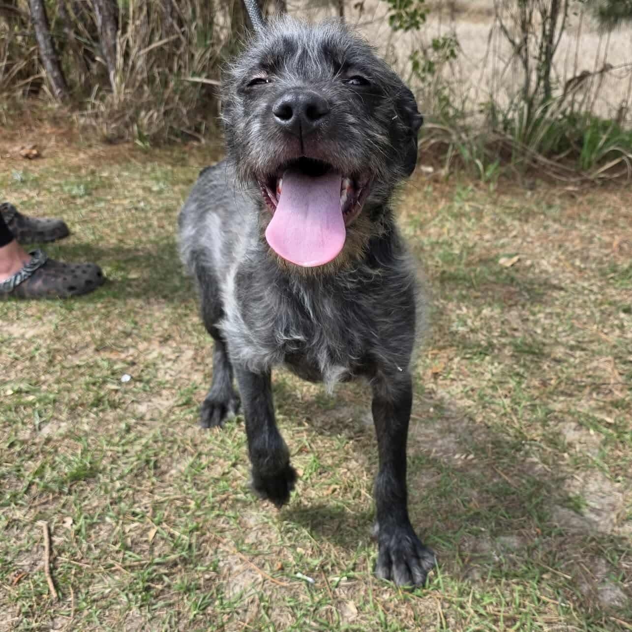 Oreo George, a Adoptable mixed breed in Southfield , MI image 6/6