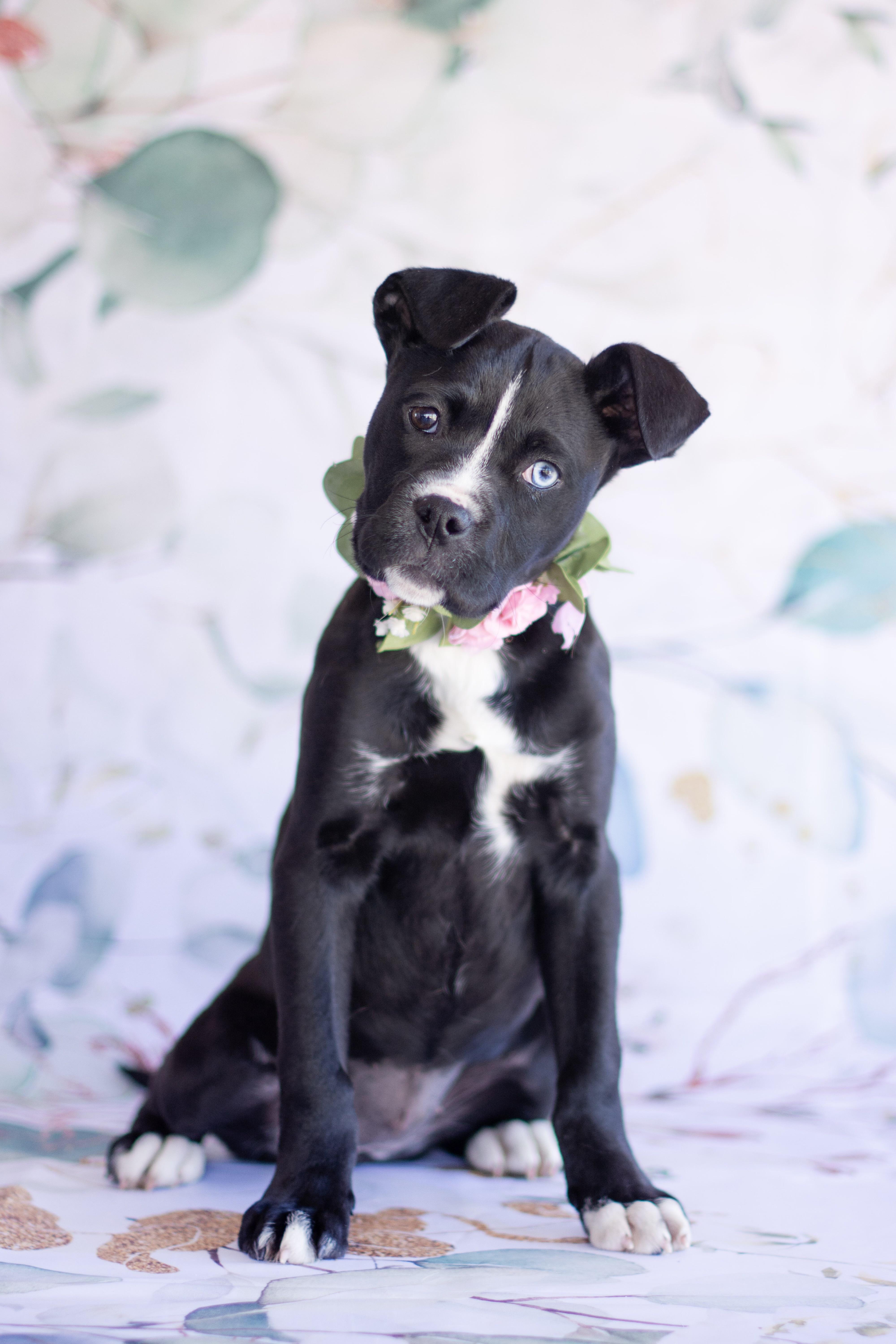 Enlarge Rainy, an adopted mixed breed in Indianapolis, IN image 1/1