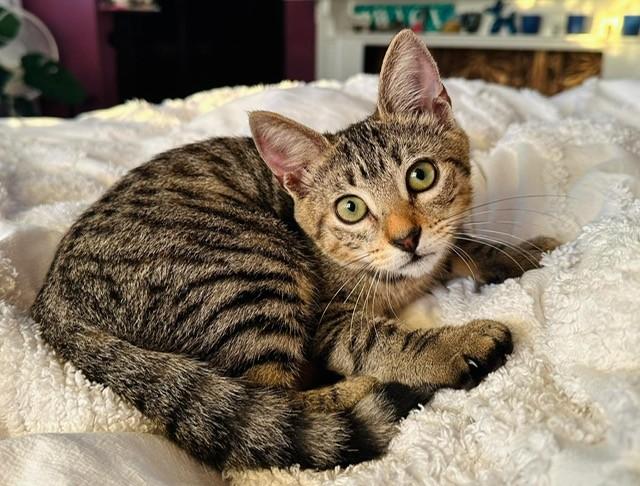 Simona, ADOPTABLE, Kitten Female Tabby.