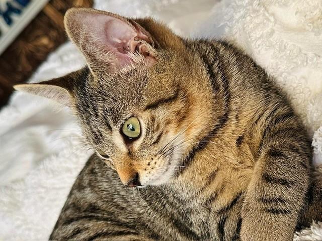 Enlarge Simona, a ADOPTABLE Tabby in Huntington, NY image 3/4