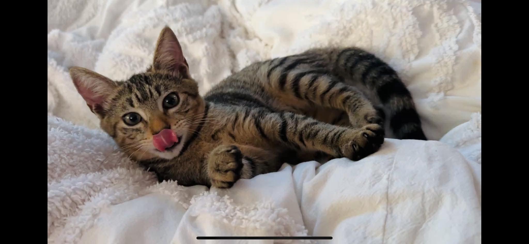 Enlarge Simona, a ADOPTABLE Tabby in Huntington, NY image 4/4