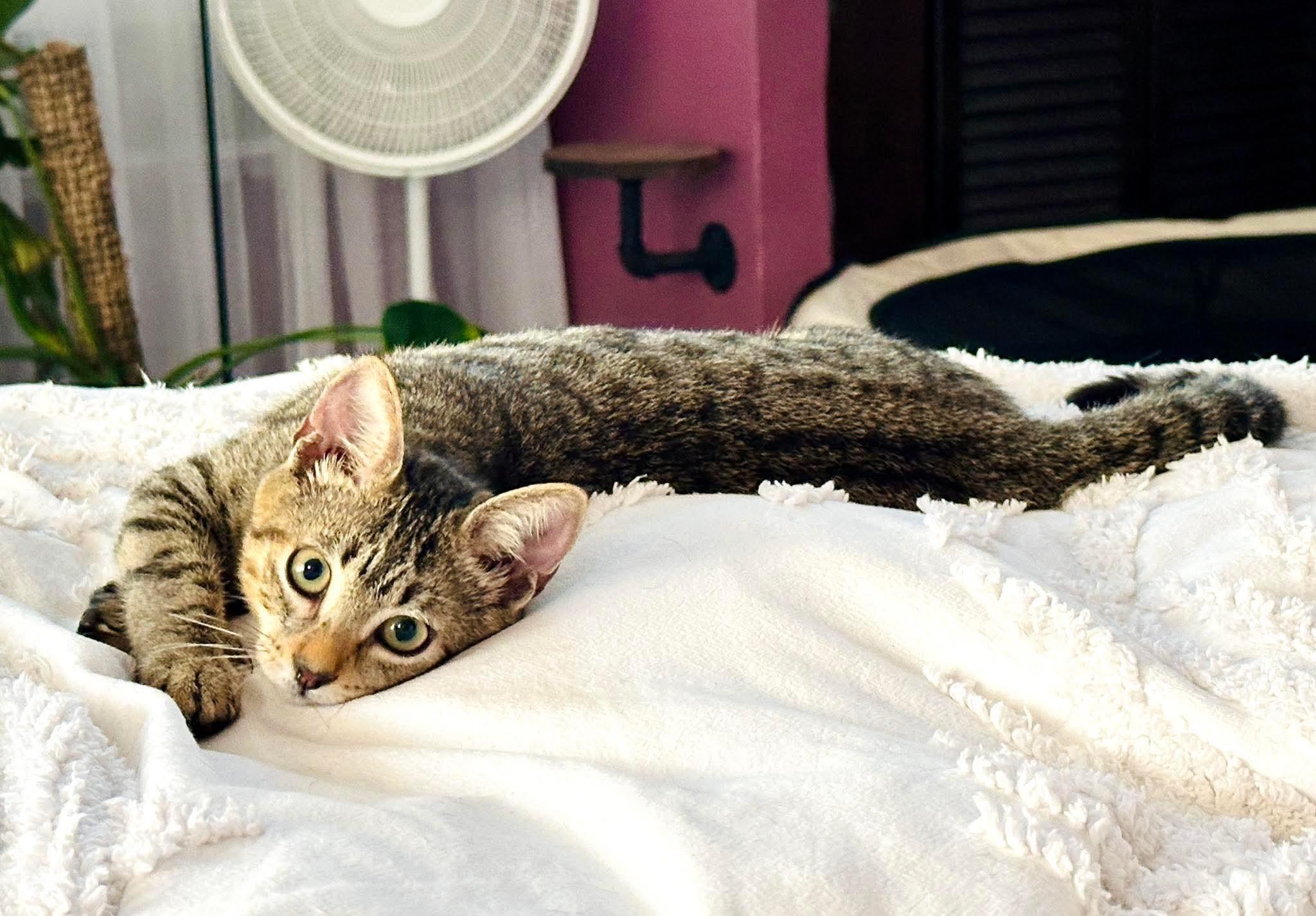 Enlarge Simona, a ADOPTABLE Tabby in Huntington, NY image 2/4