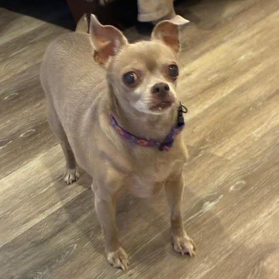 Enlarge Luna, a Adoptable Chihuahua in Rockville, MD image 6/6