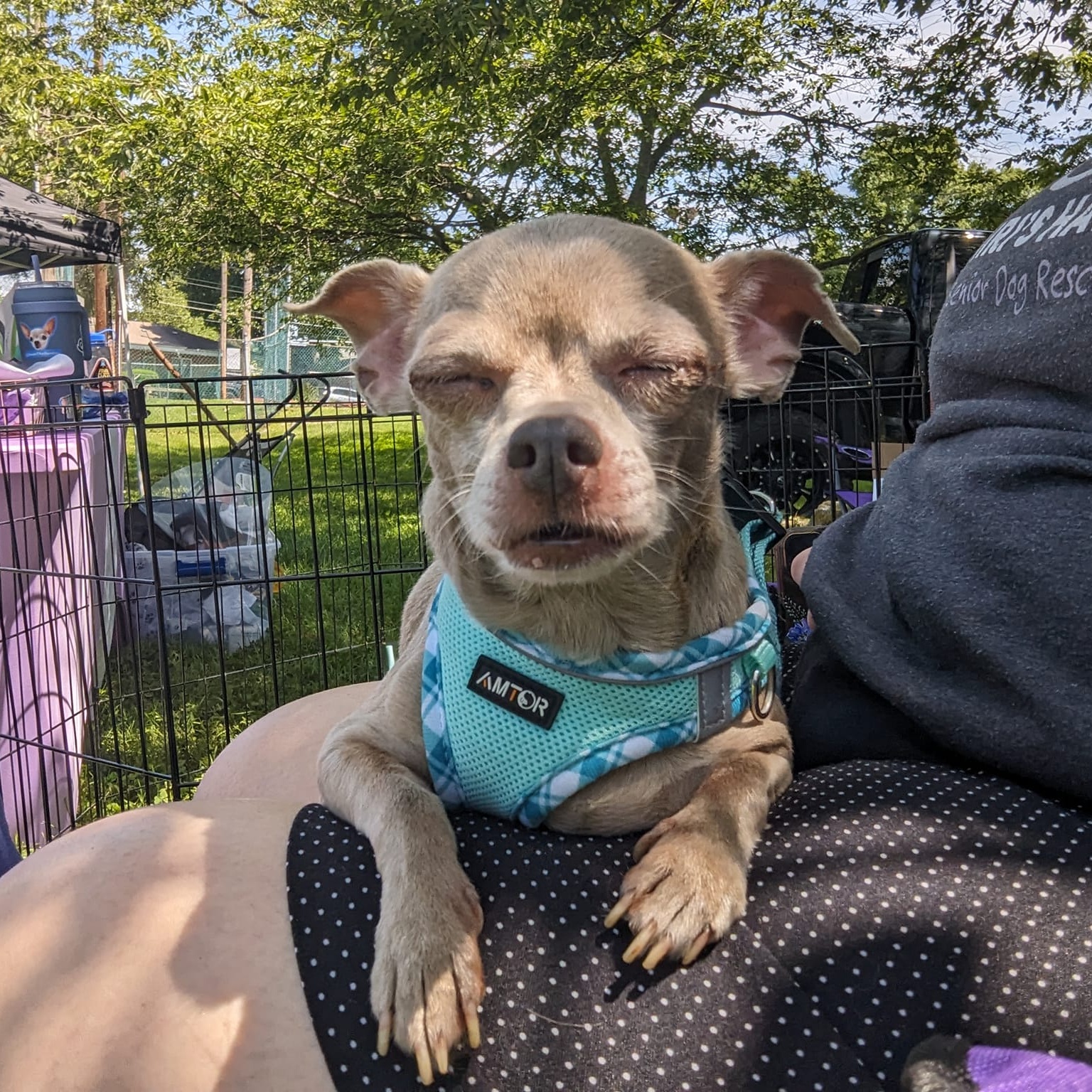 Luna, a Adoptable Chihuahua in Rockville, MD image 4/6