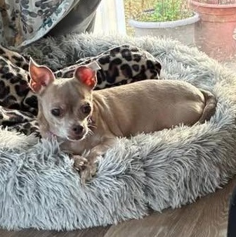 Enlarge Luna, a Adoptable Chihuahua in Rockville, MD image 1/6