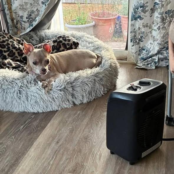 Luna, a Adoptable Chihuahua in Rockville, MD image 1/6