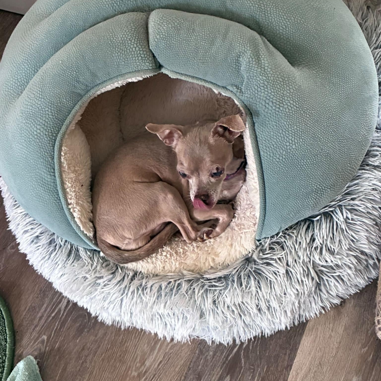 Enlarge Luna, an adoptable Chihuahua in Rockville, MD image 6/6