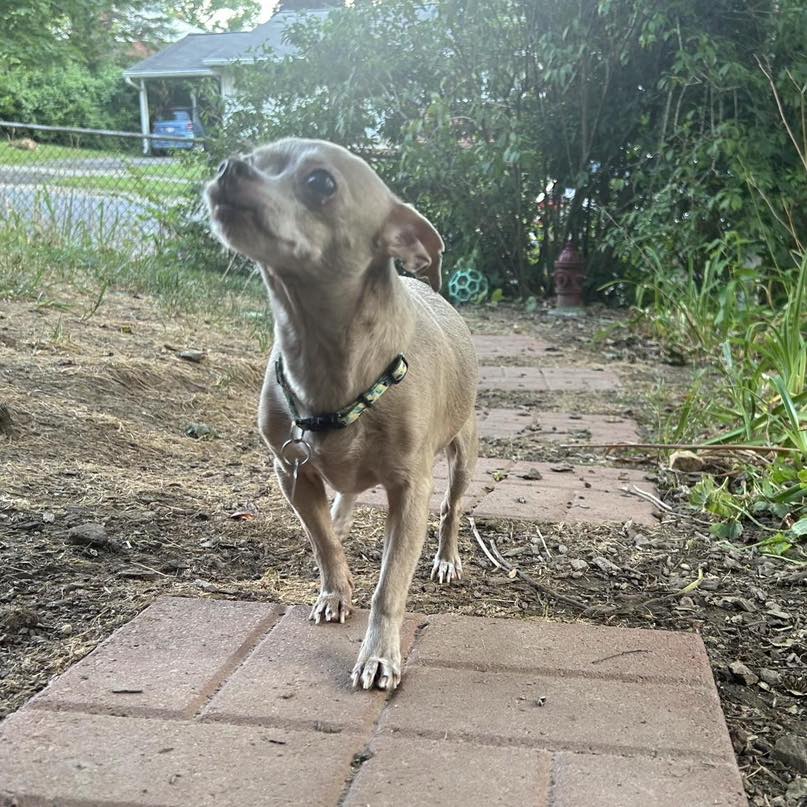 Luna, a Adoptable Chihuahua in Rockville, MD image 3/6