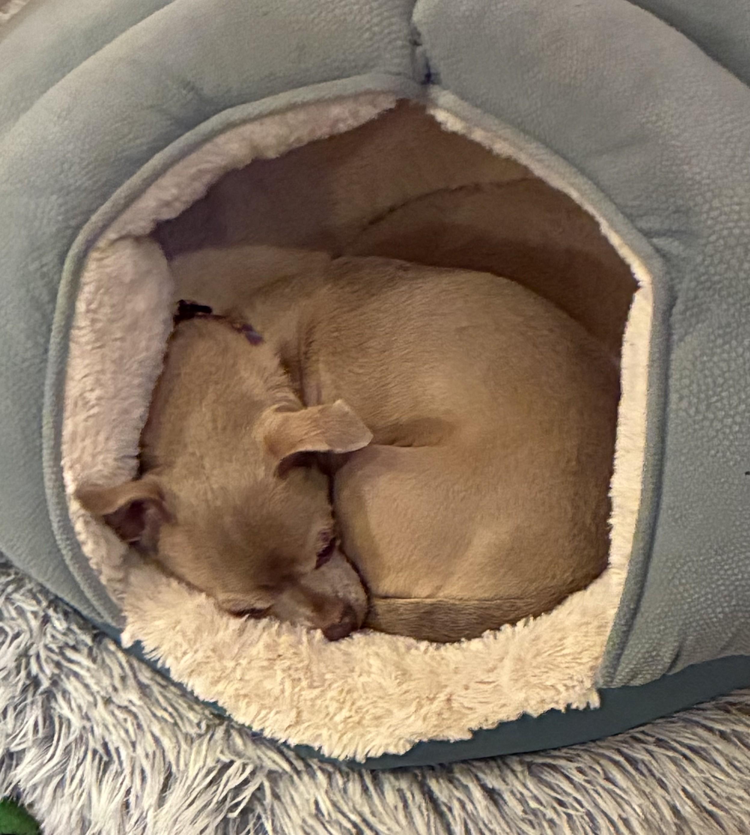 Enlarge Luna, a Adoptable Chihuahua in Rockville, MD image 5/6