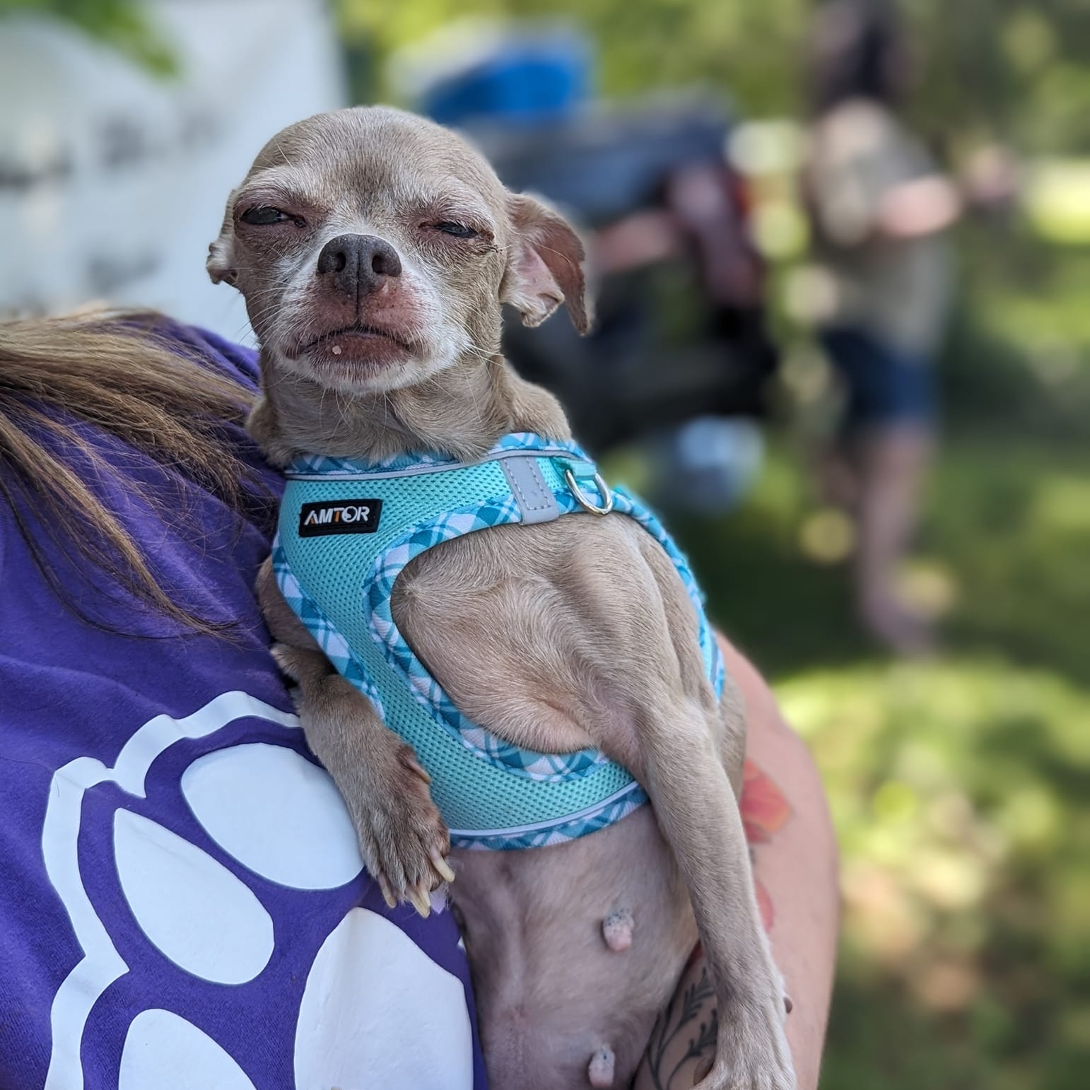Luna, a Adoptable Chihuahua in Rockville, MD image 5/6