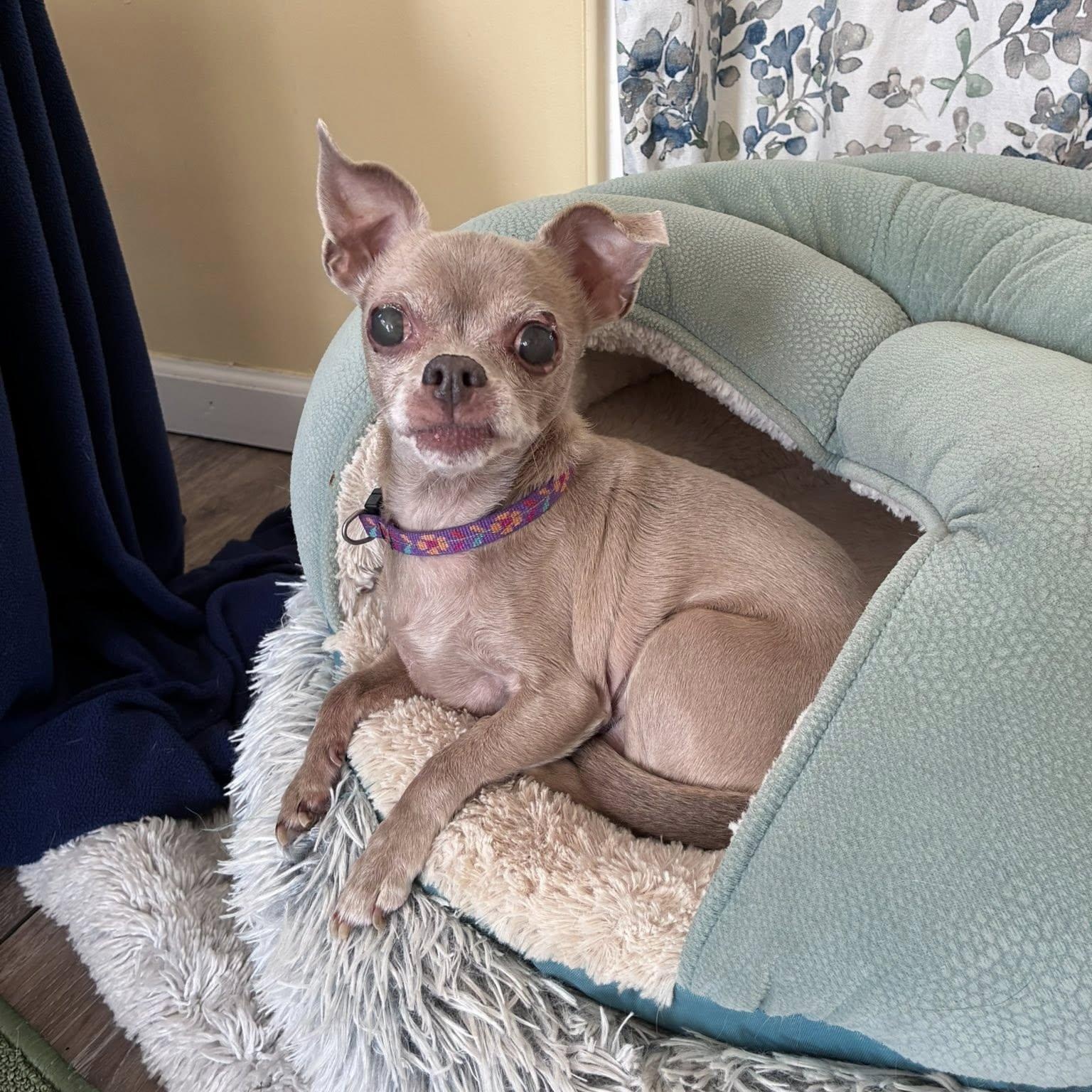 Luna, adoptable, Adult Female Chihuahua.