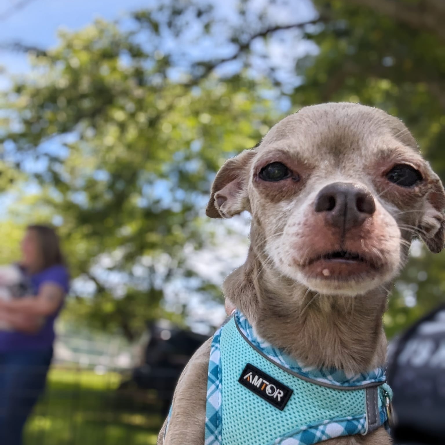 Luna, a Adoptable Chihuahua in Rockville, MD image 6/6