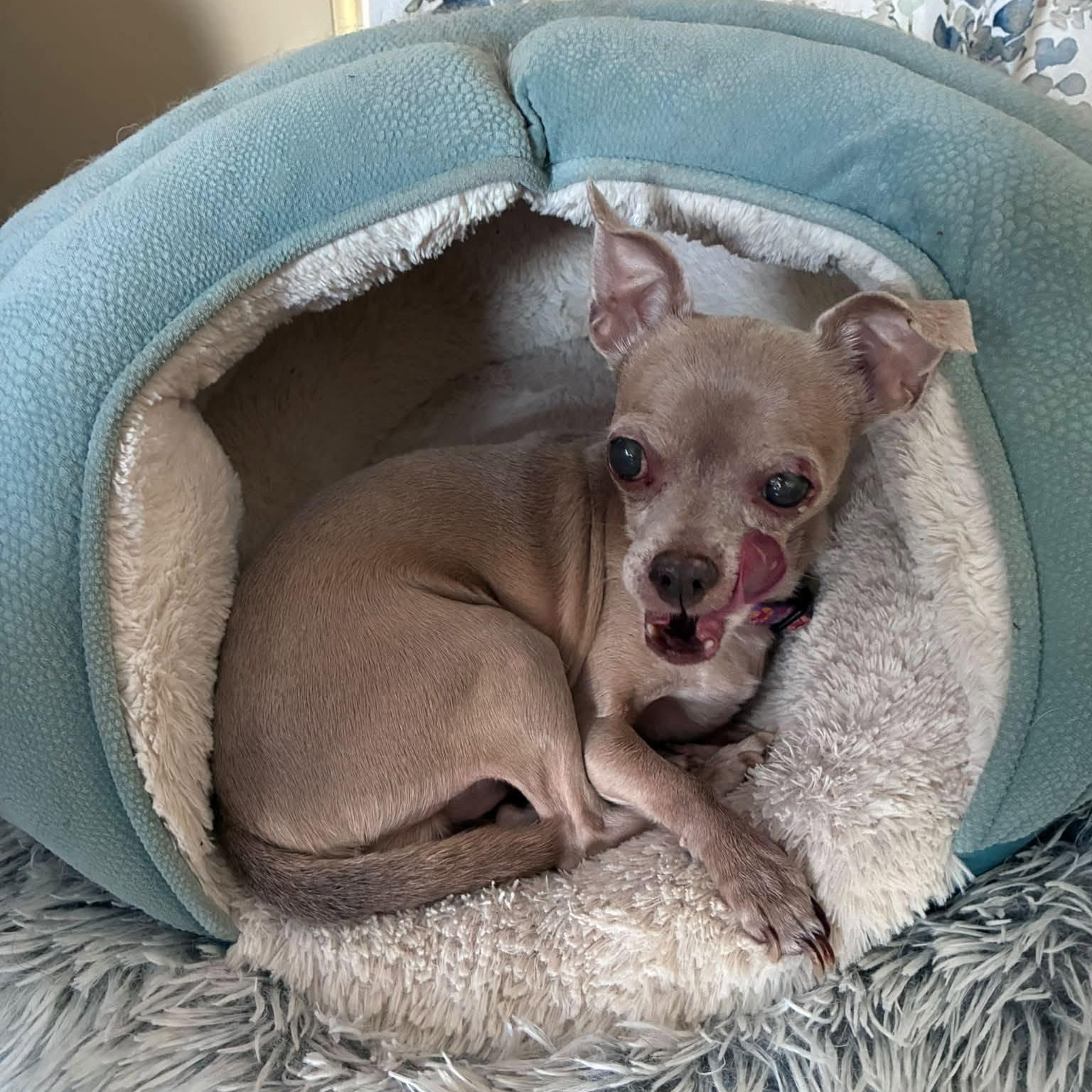Luna, an adoptable Chihuahua in Rockville, MD image 6/6