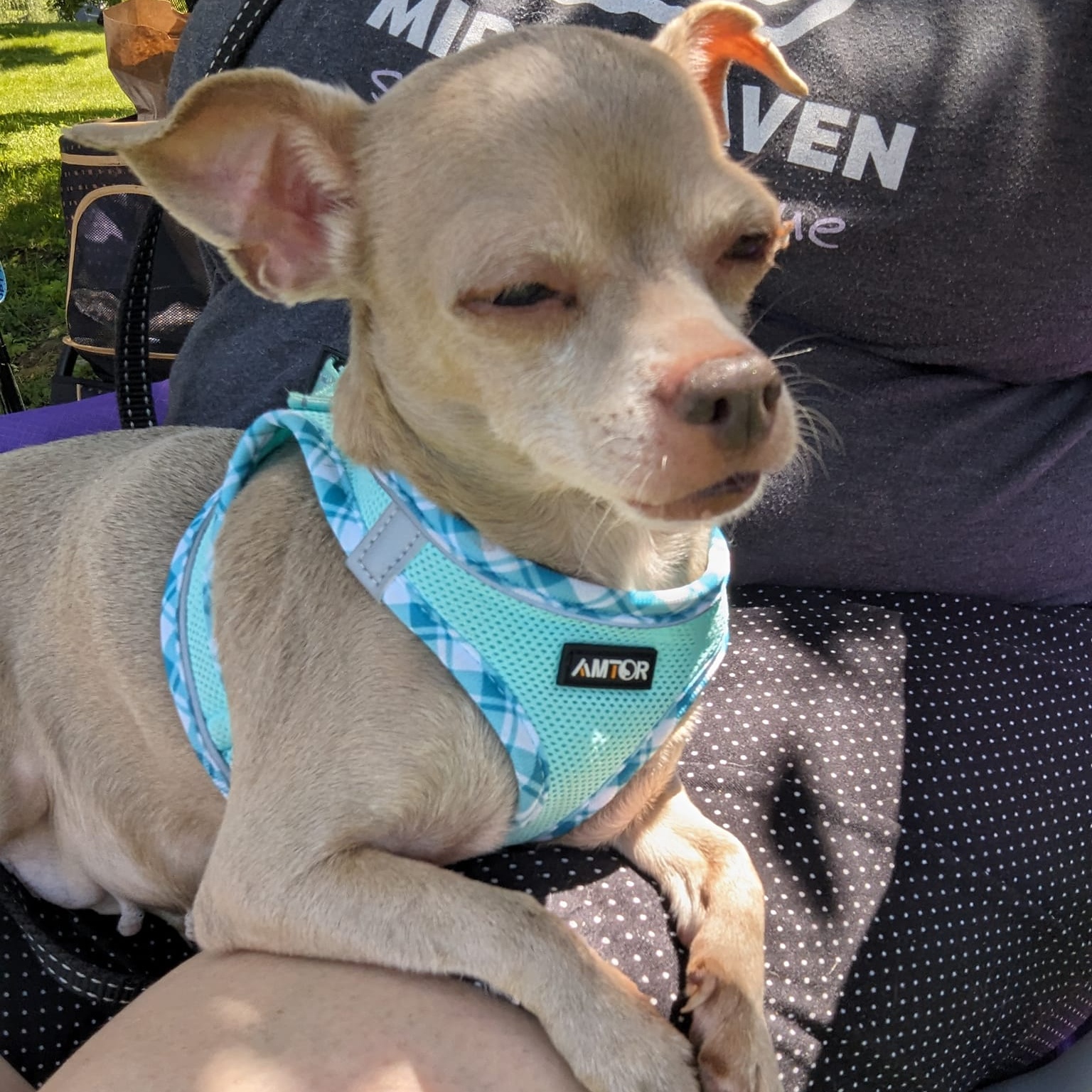 Luna, Adoptable, Adult Female Chihuahua.