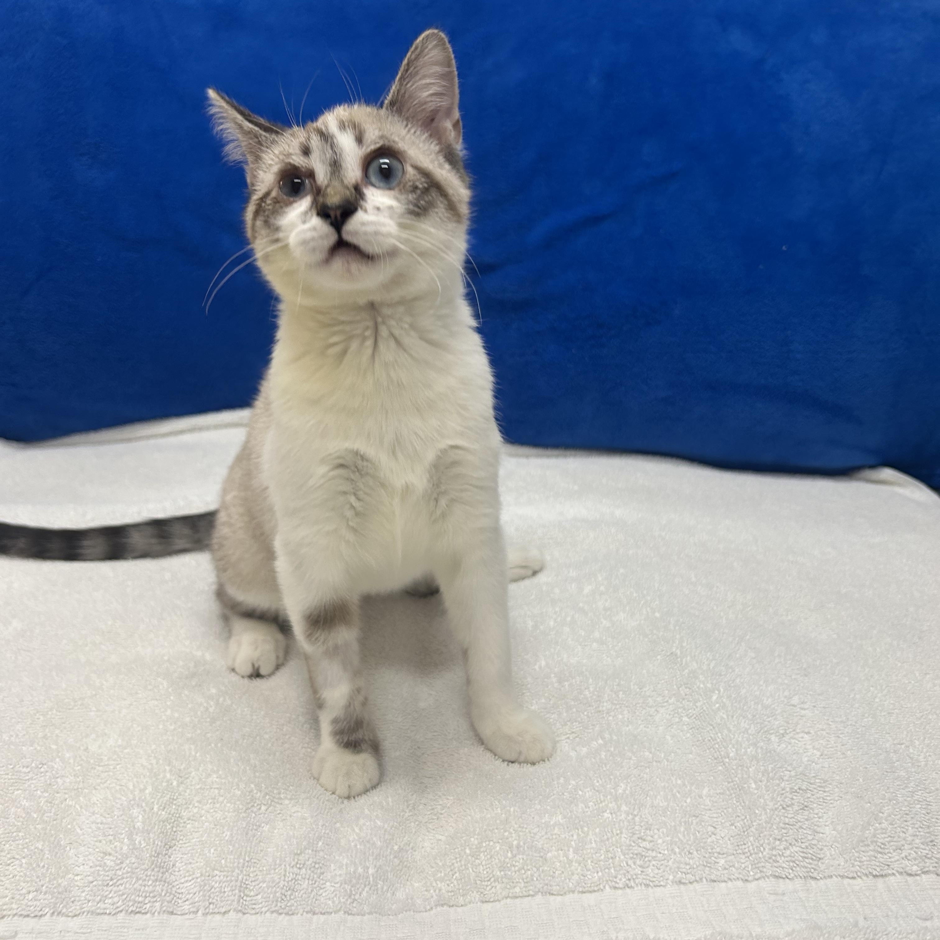 Flora, adopted, Kitten Female Siamese.
