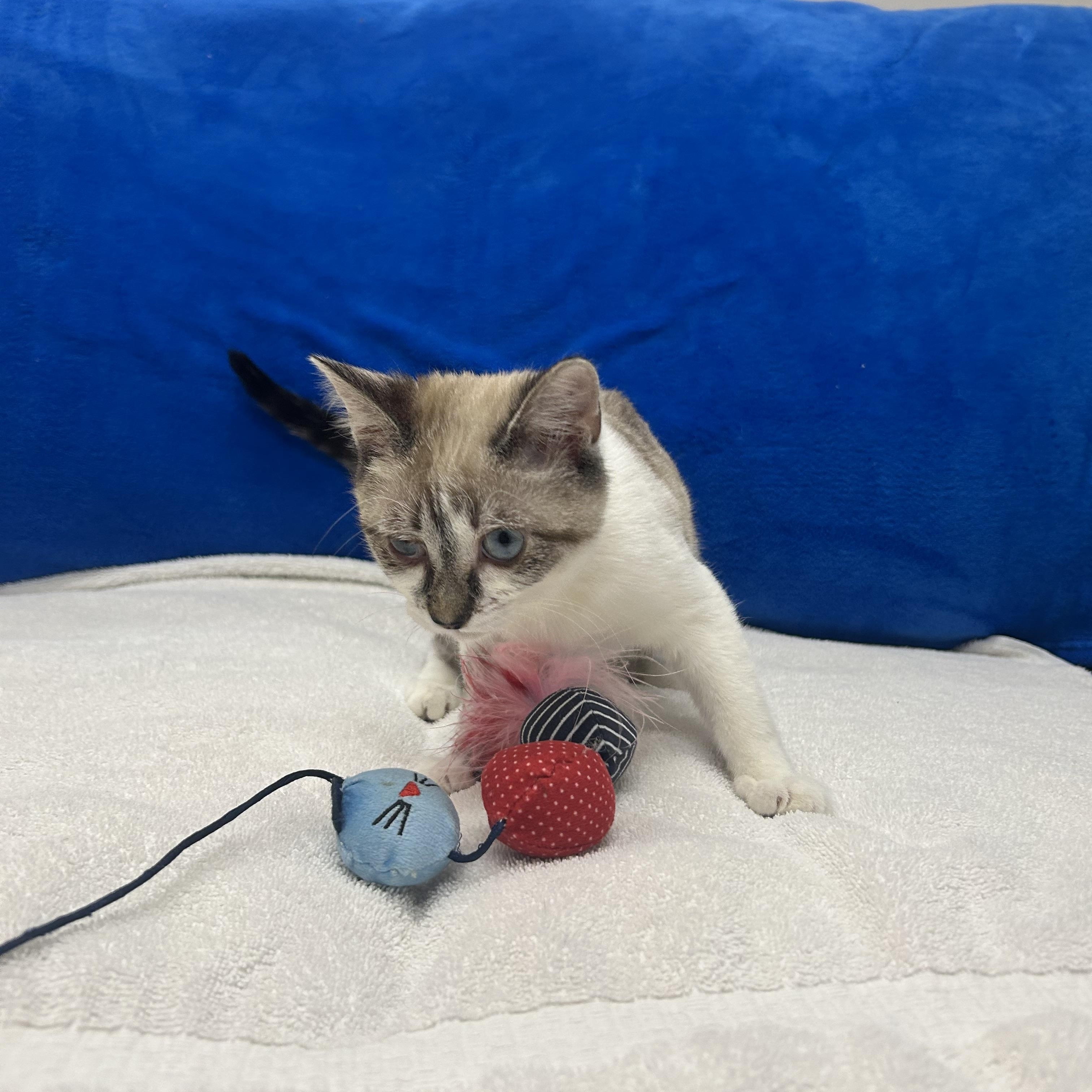 Flora, an adopted mixed breed in Tallahassee, FL image 4/5