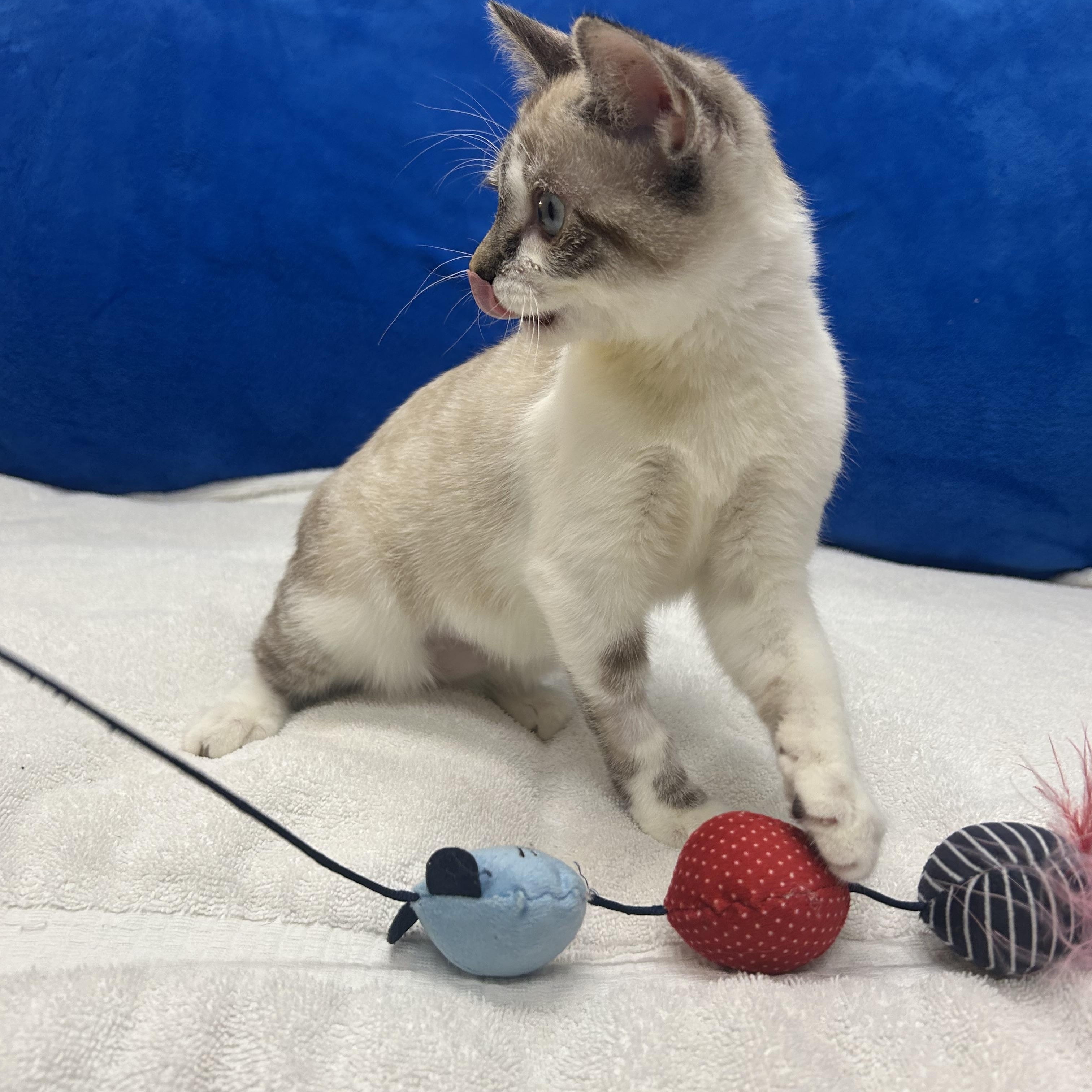 Flora, an adopted mixed breed in Tallahassee, FL image 5/5