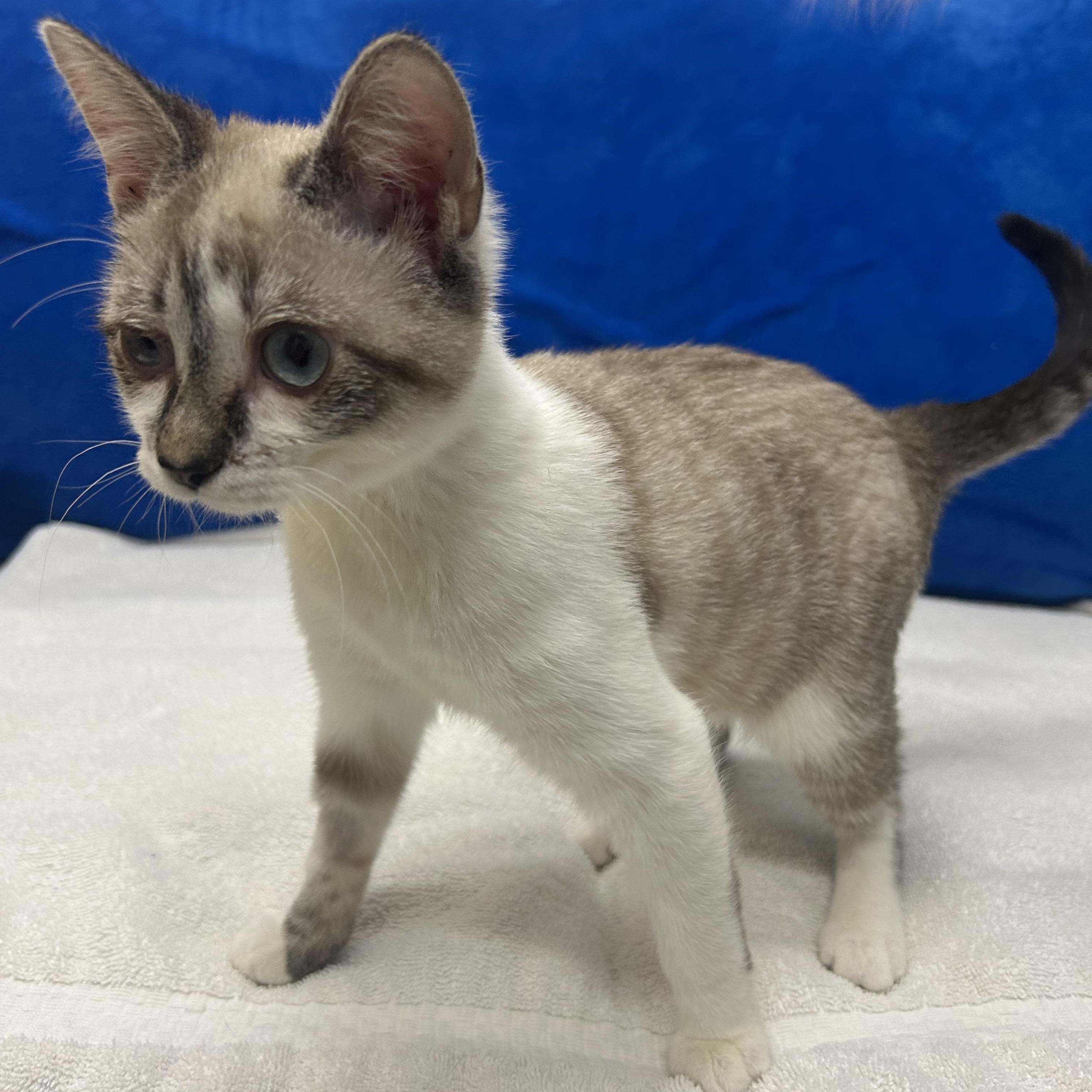 Flora, an adopted mixed breed in Tallahassee, FL image 3/5