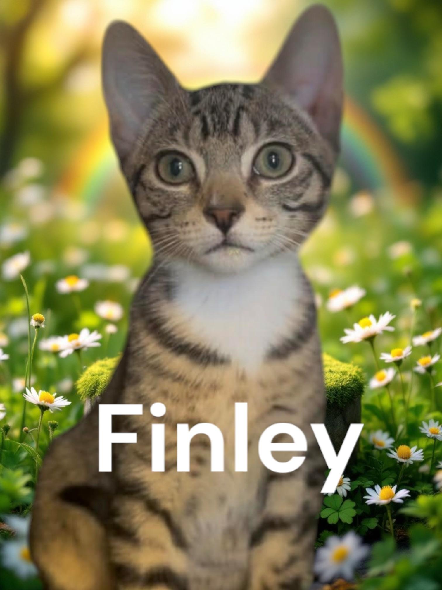 Finley, ADOPTABLE, Kitten Male Domestic Short Hair.