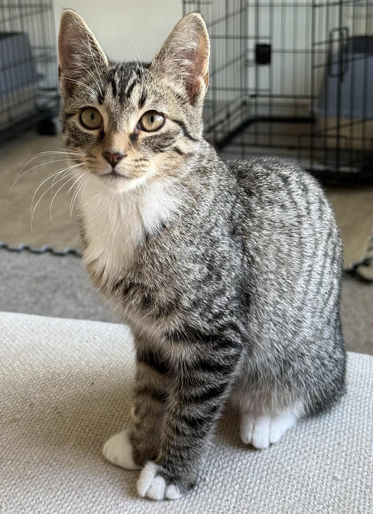 Enlarge MISO & TOFU, a Adoptable Domestic Short Hair in Caribou, ME image 3/6