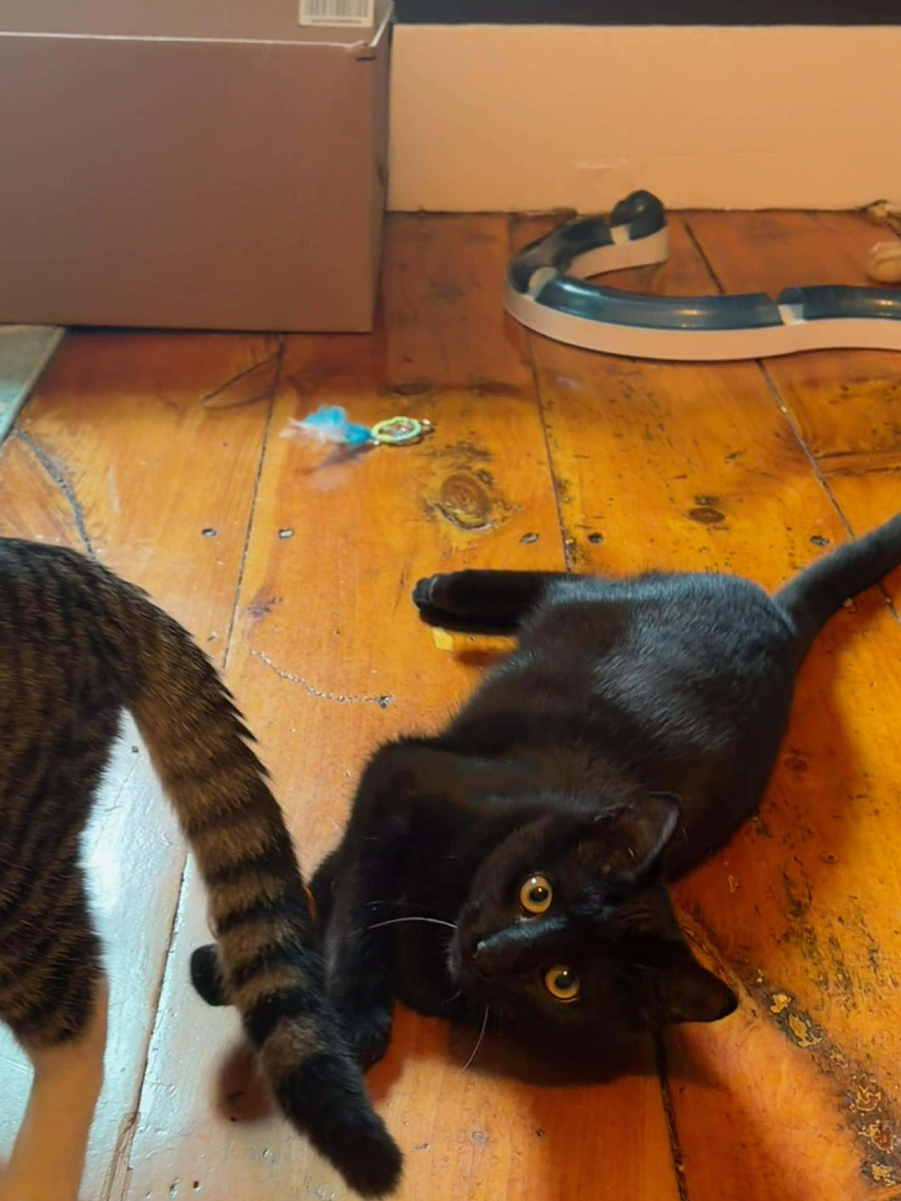 Enlarge MISO & TOFU, a Adoptable Domestic Short Hair in Caribou, ME image 2/6