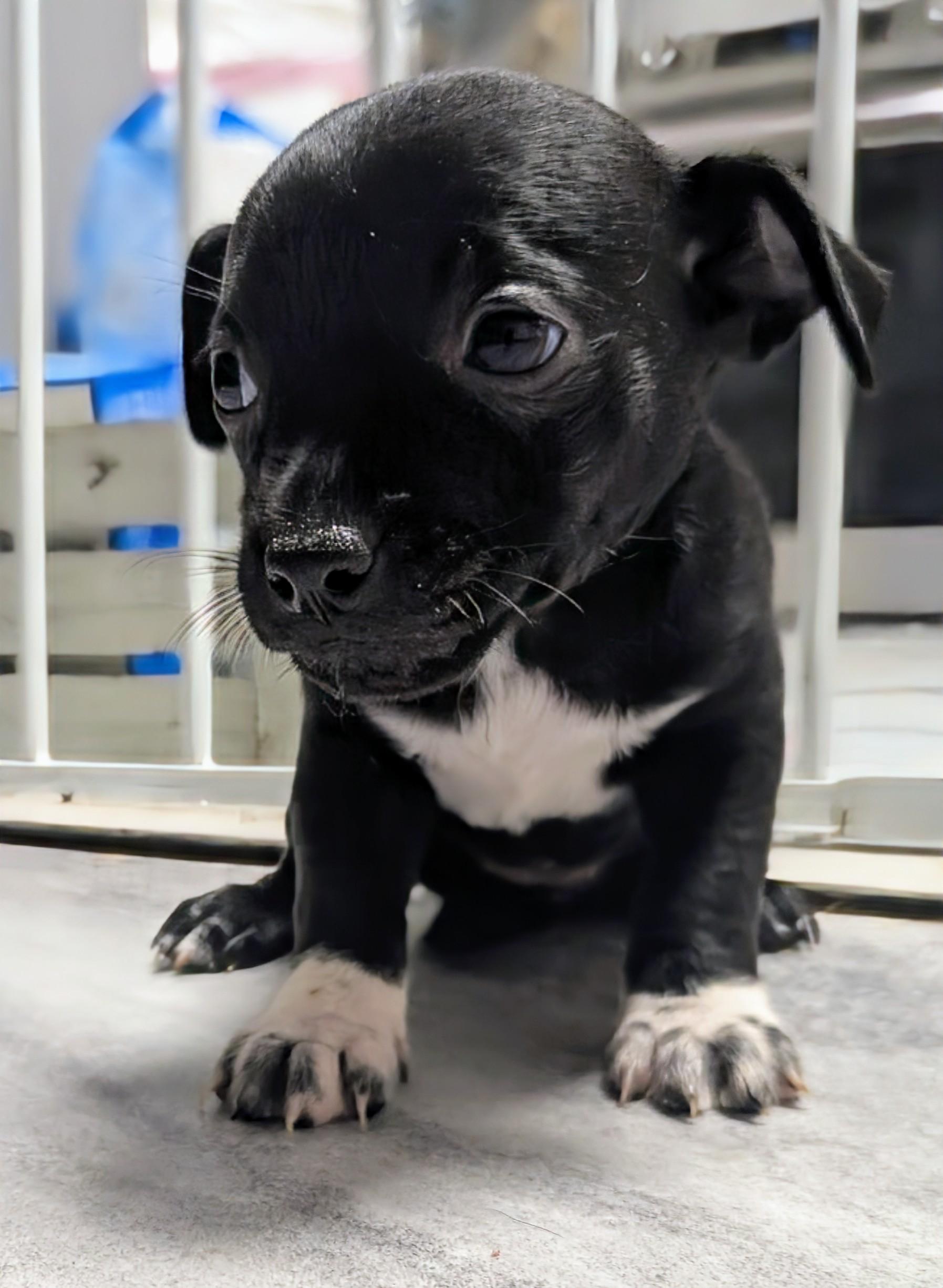 Dulce, an adoptable Chihuahua in Saint David, AZ, 85630 | Photo Image 2
