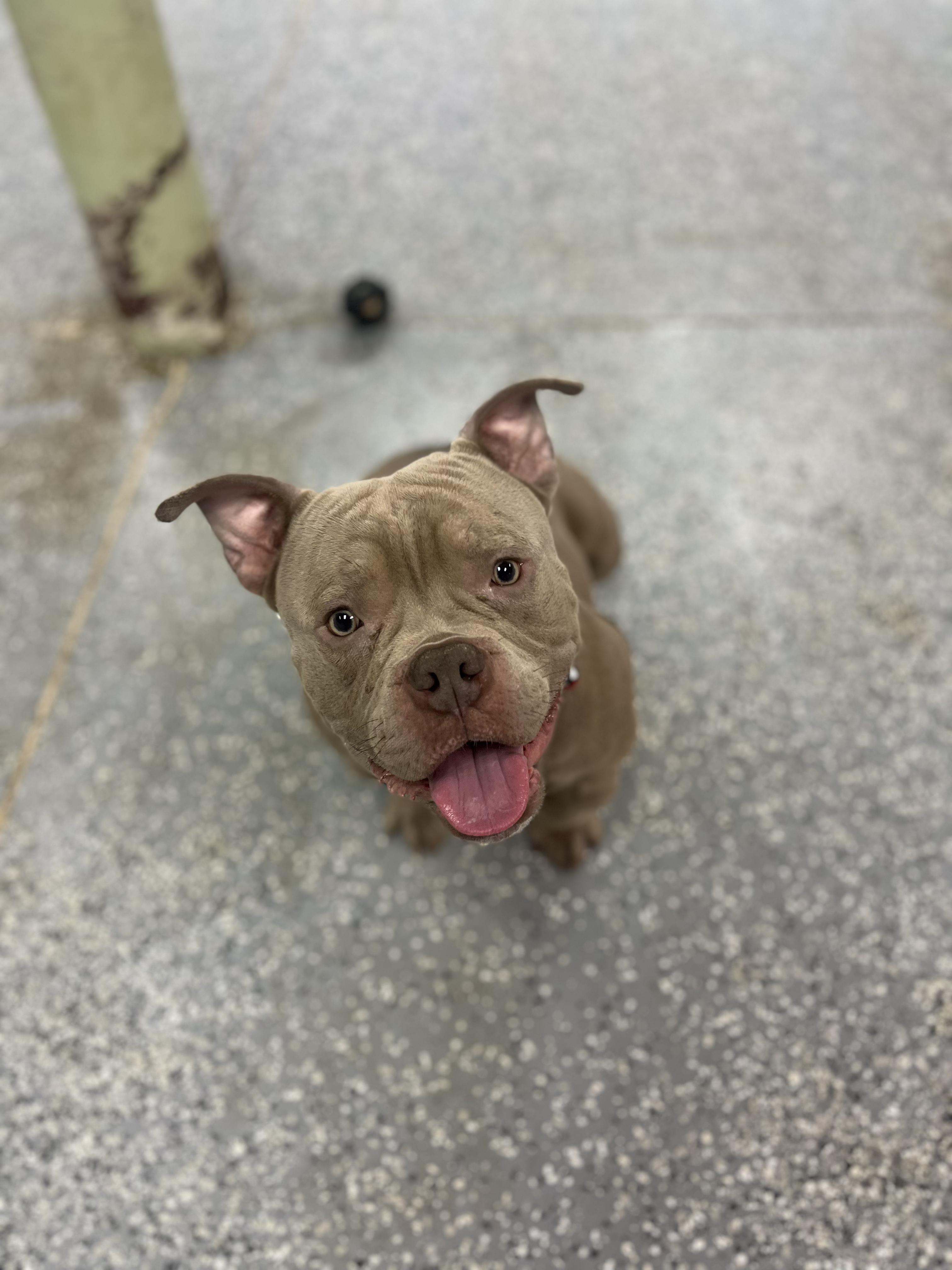 Juice in NH! Come Meet our Adoptable Dogs Wednesday-Saturday. More info in Bio!, an adoptable Mixed Breed in Manchester, NH image 2/5