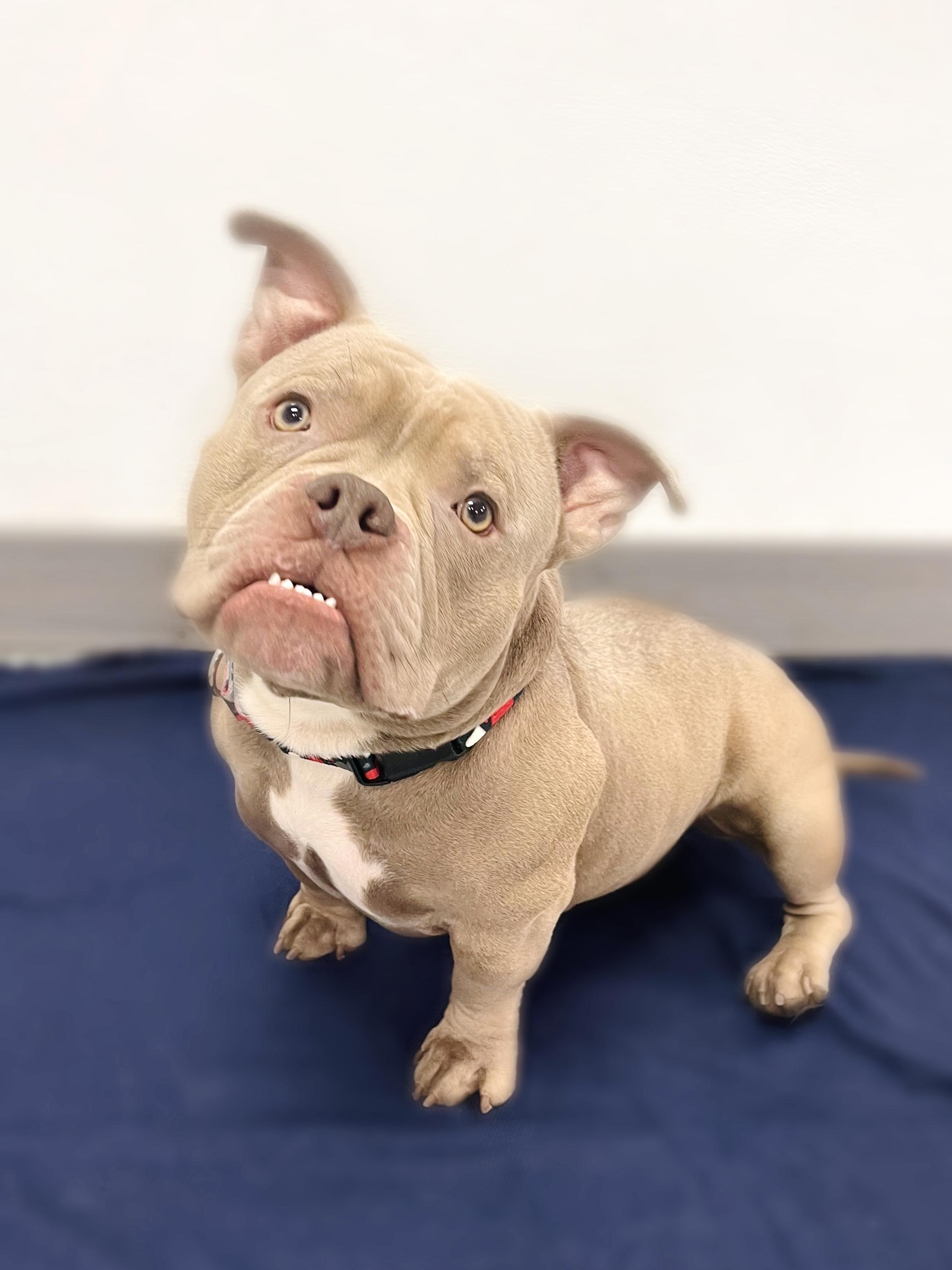 Juice in NH! Come Meet our Adoptable Dogs Wednesday-Saturday. More info in Bio!, an adoptable Mixed Breed in Manchester, NH image 5/5