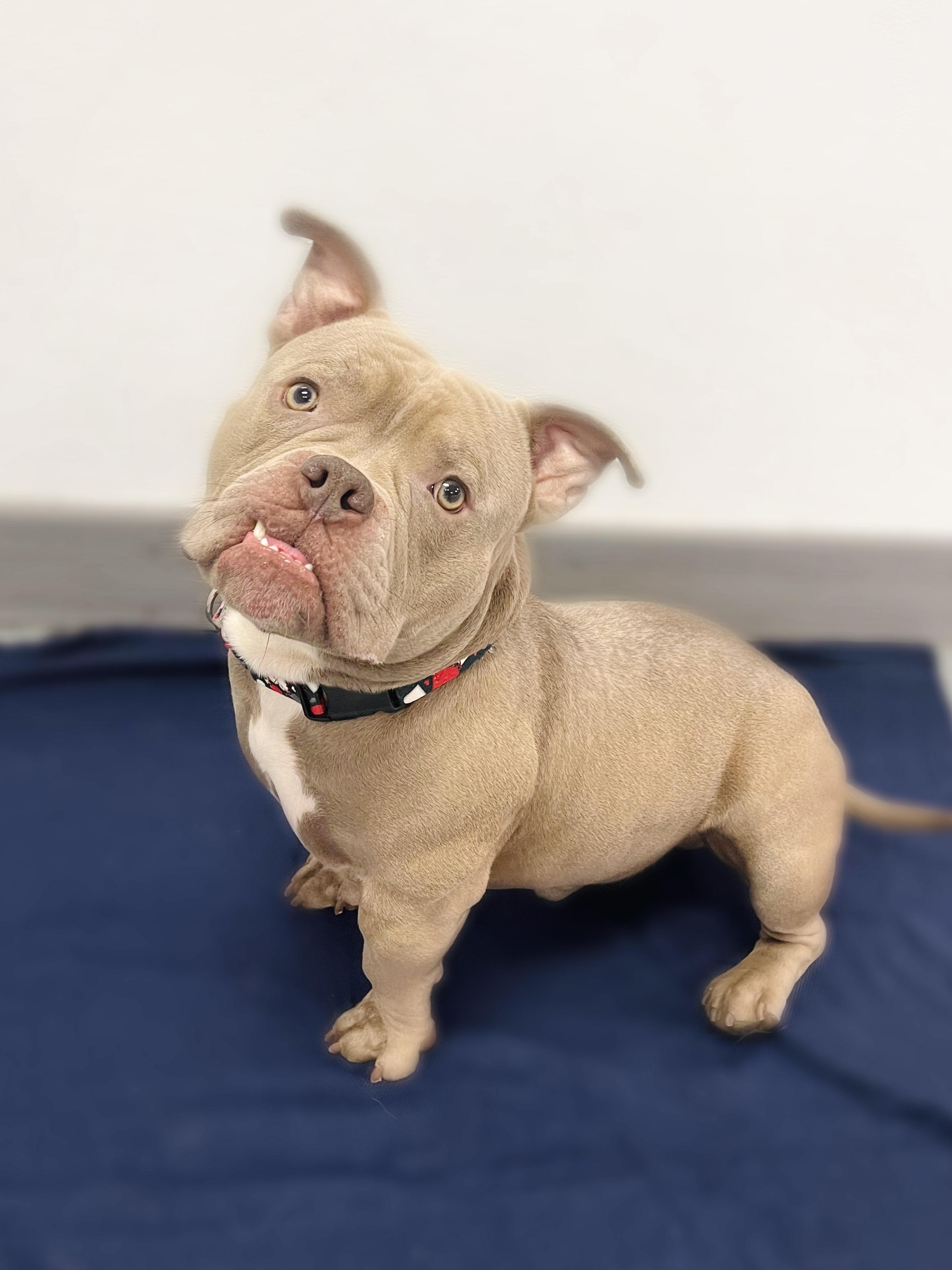 Juice in NH! Come Meet our Adoptable Dogs Wednesday-Saturday. More info in Bio!, an adoptable Mixed Breed in Manchester, NH image 3/5