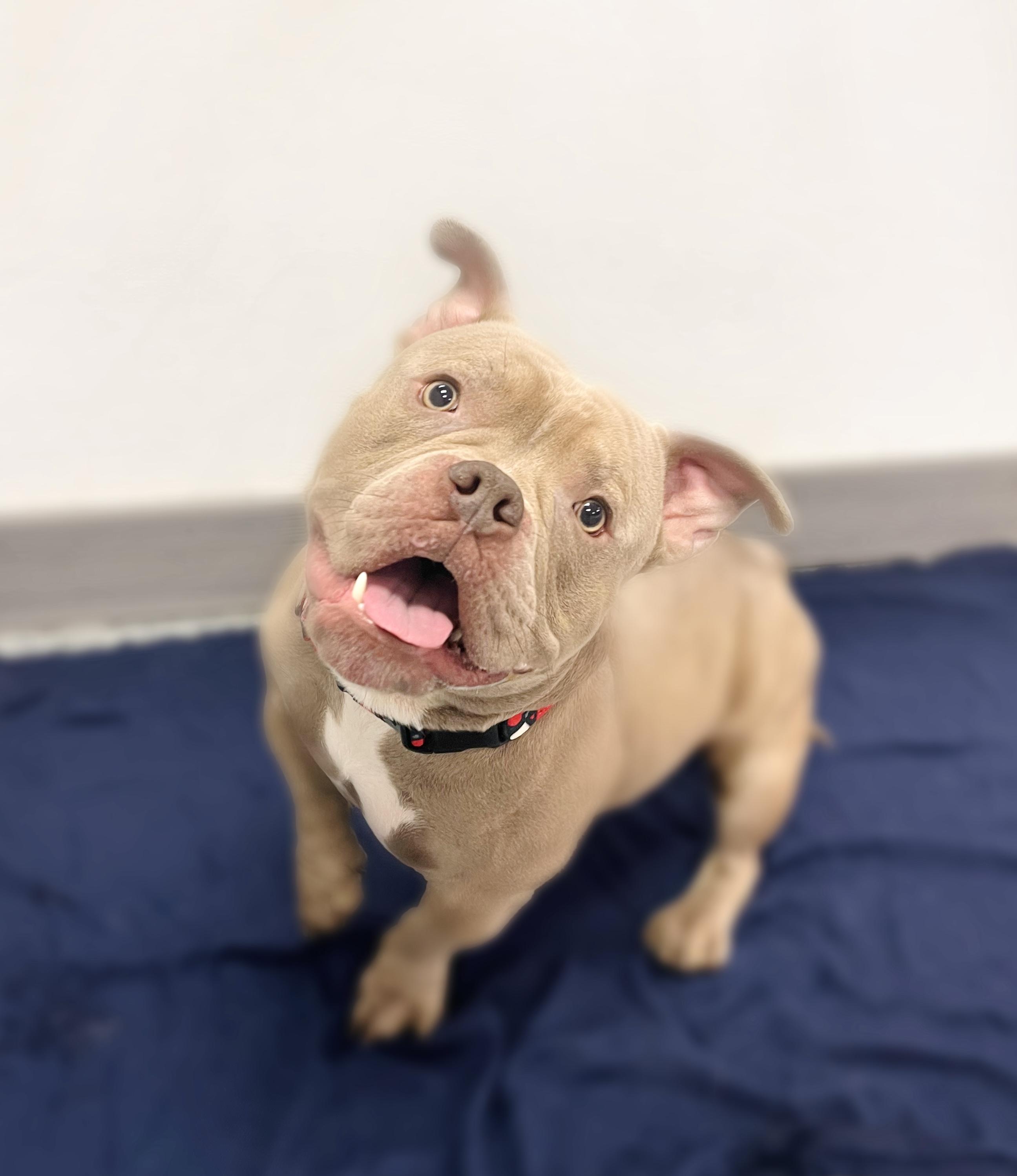 Juice in NH! Come Meet our Adoptable Dogs Wednesday-Saturday. More info in Bio!, an adoptable Mixed Breed in Manchester, NH image 1/5