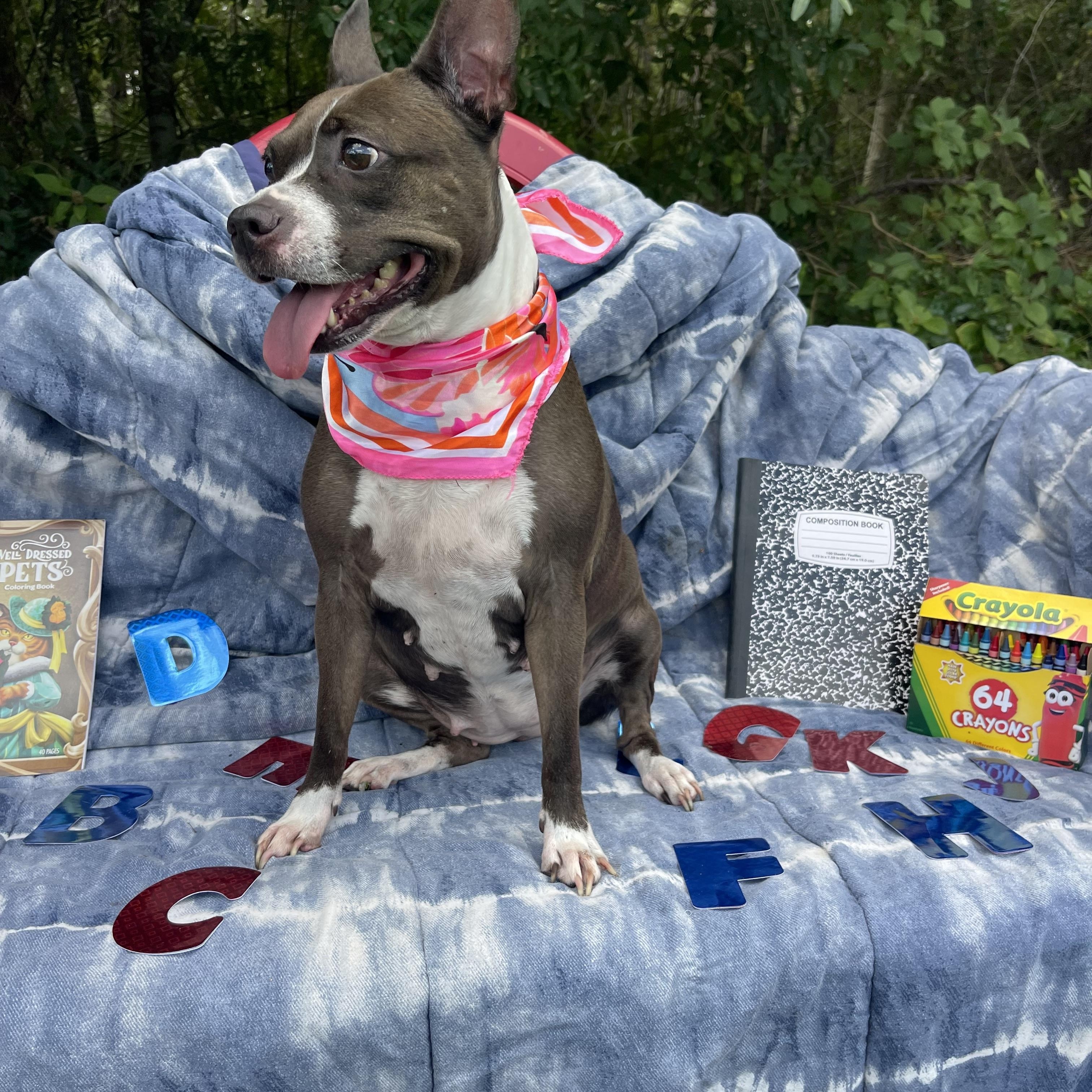 Enlarge Kali, a Adoptable mixed breed in Sebring, FL image 2/3