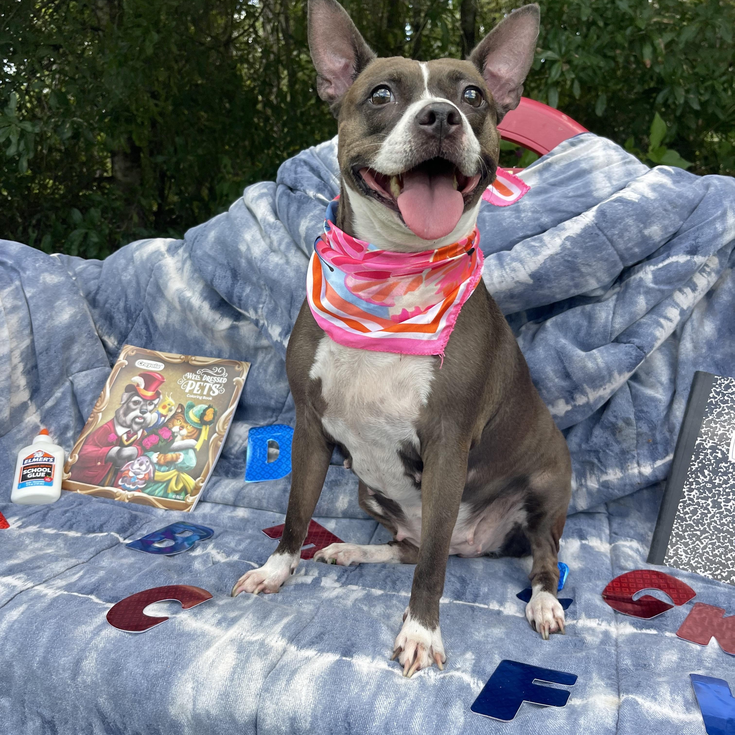 Enlarge Kali, a Adoptable mixed breed in Sebring, FL image 3/3