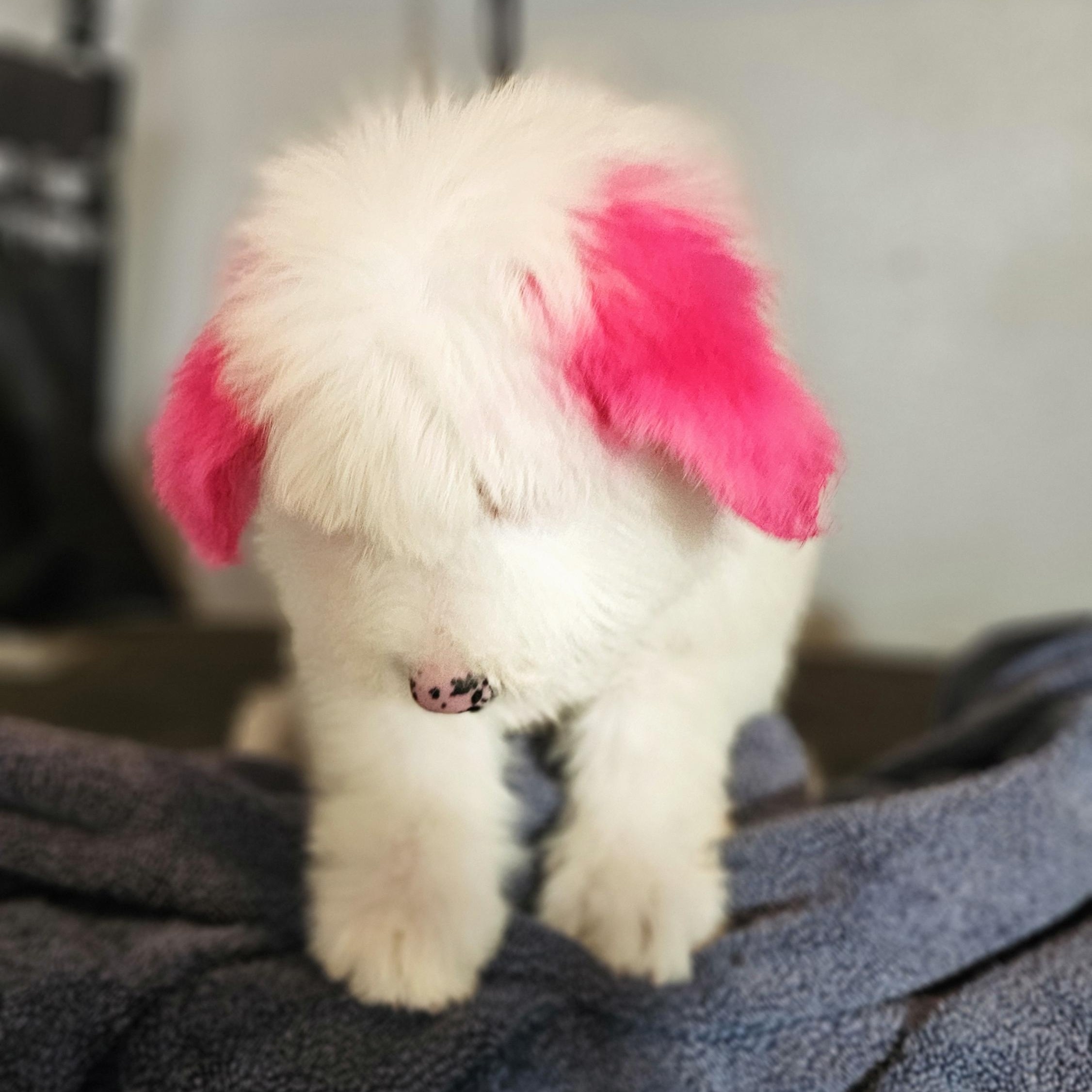 Boo, adopted, Puppy Female Old English Sheepdog & Great Pyrenees.