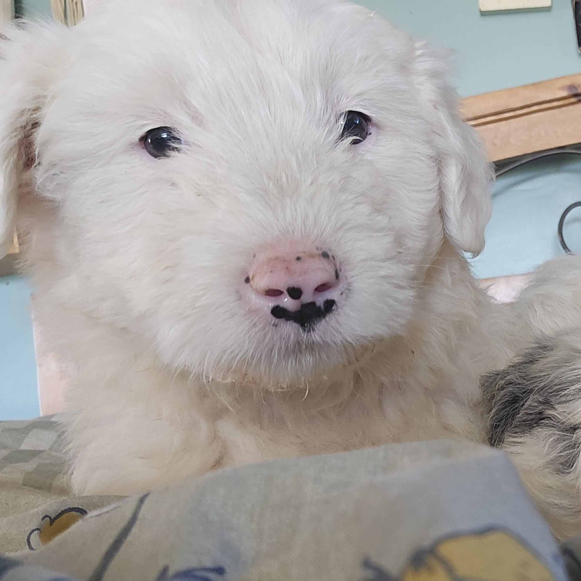 Enlarge Boo, an adopted mixed breed in Phelan, CA image 3/6