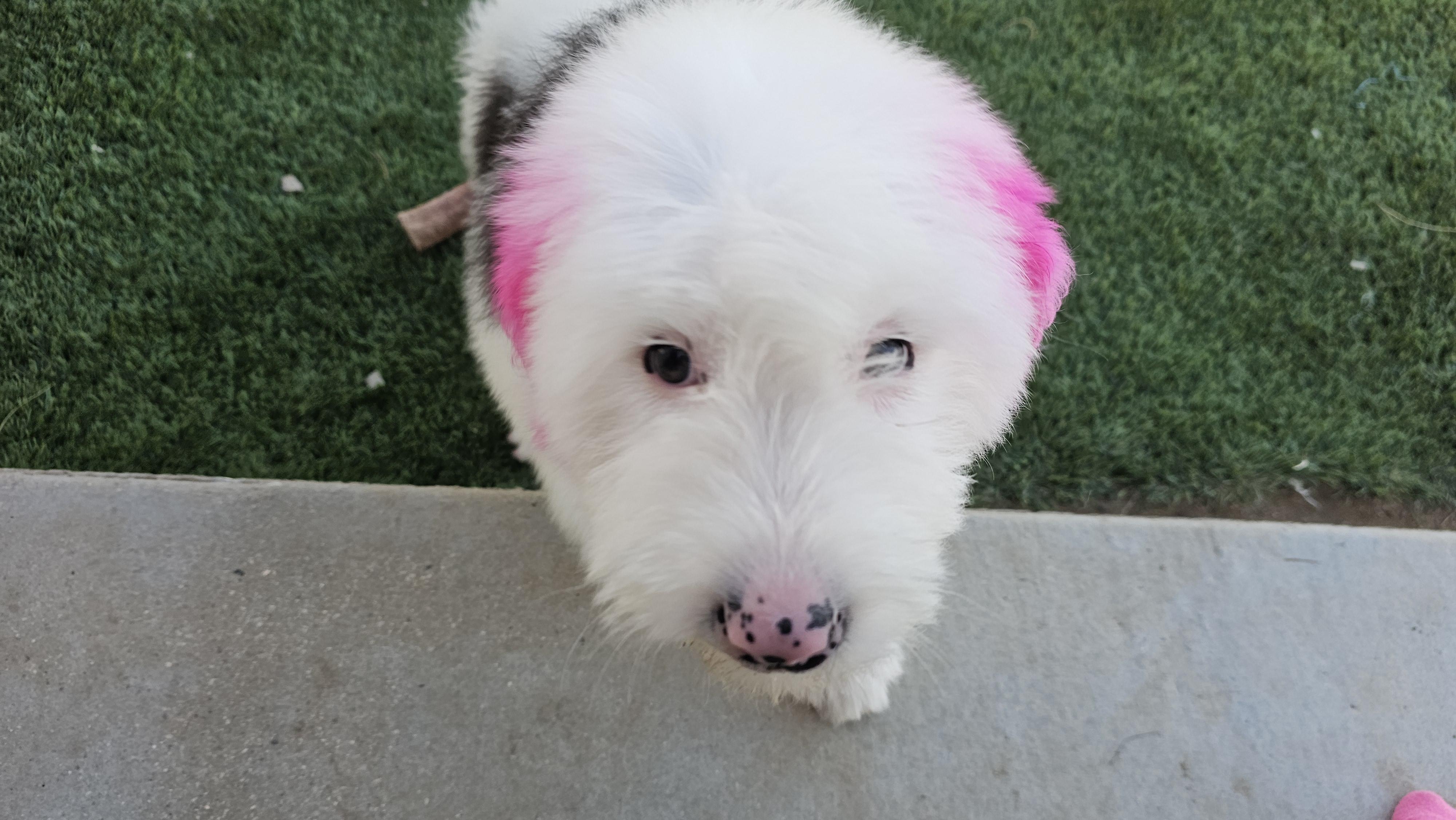 Enlarge Boo, an adopted mixed breed in Phelan, CA image 4/6