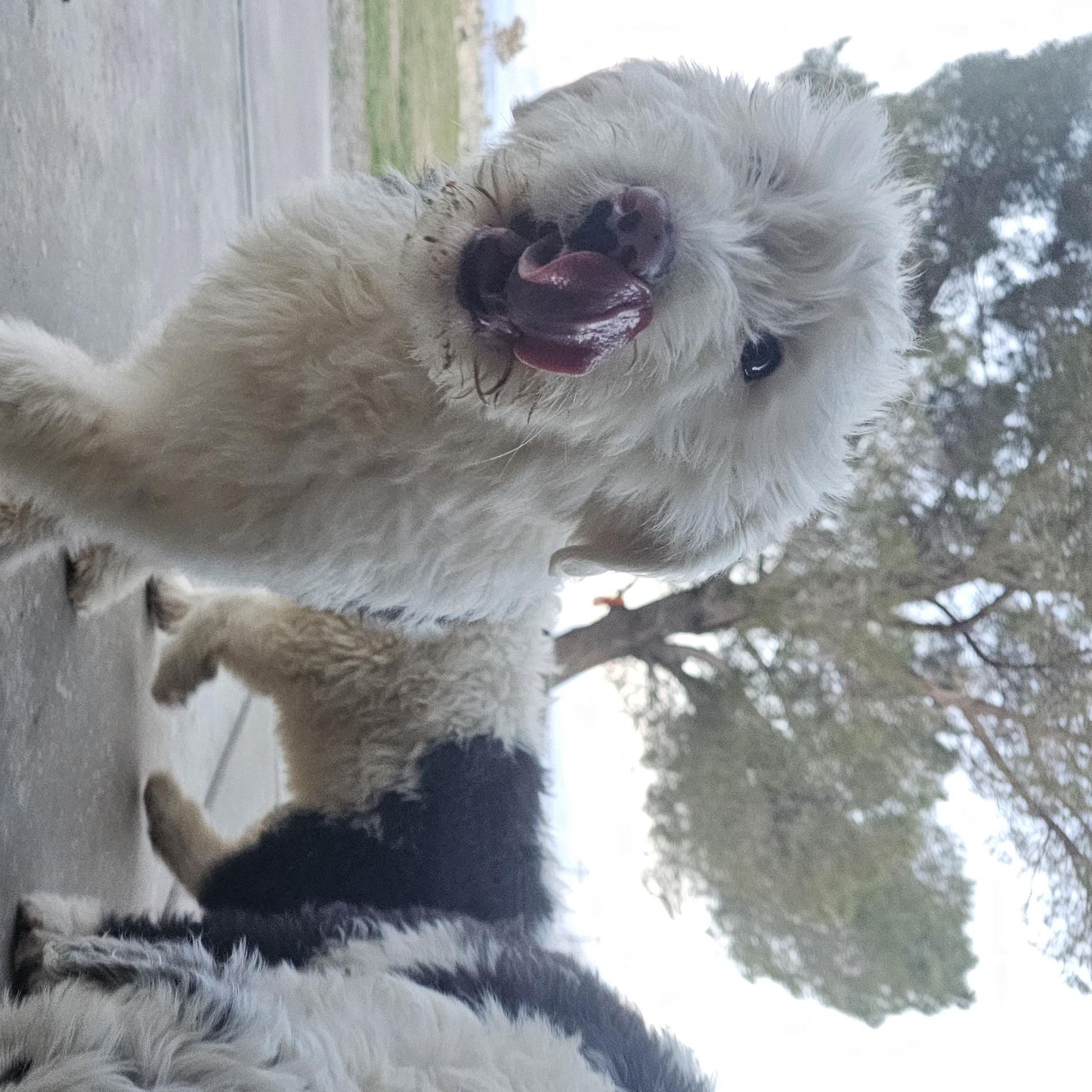 Enlarge Boo, an adopted mixed breed in Phelan, CA image 6/6
