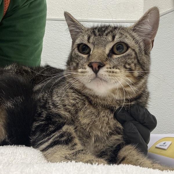 Enlarge Wilhelm - Bonded W/ Ludwig, a Adoptable mixed breed in Silverdale, WA image 2/2