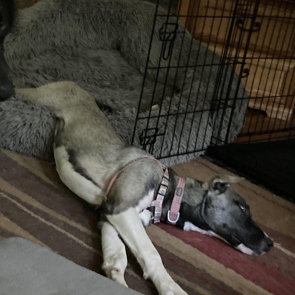 Patty, Adoptable, Young Female Husky & Mixed Breed.