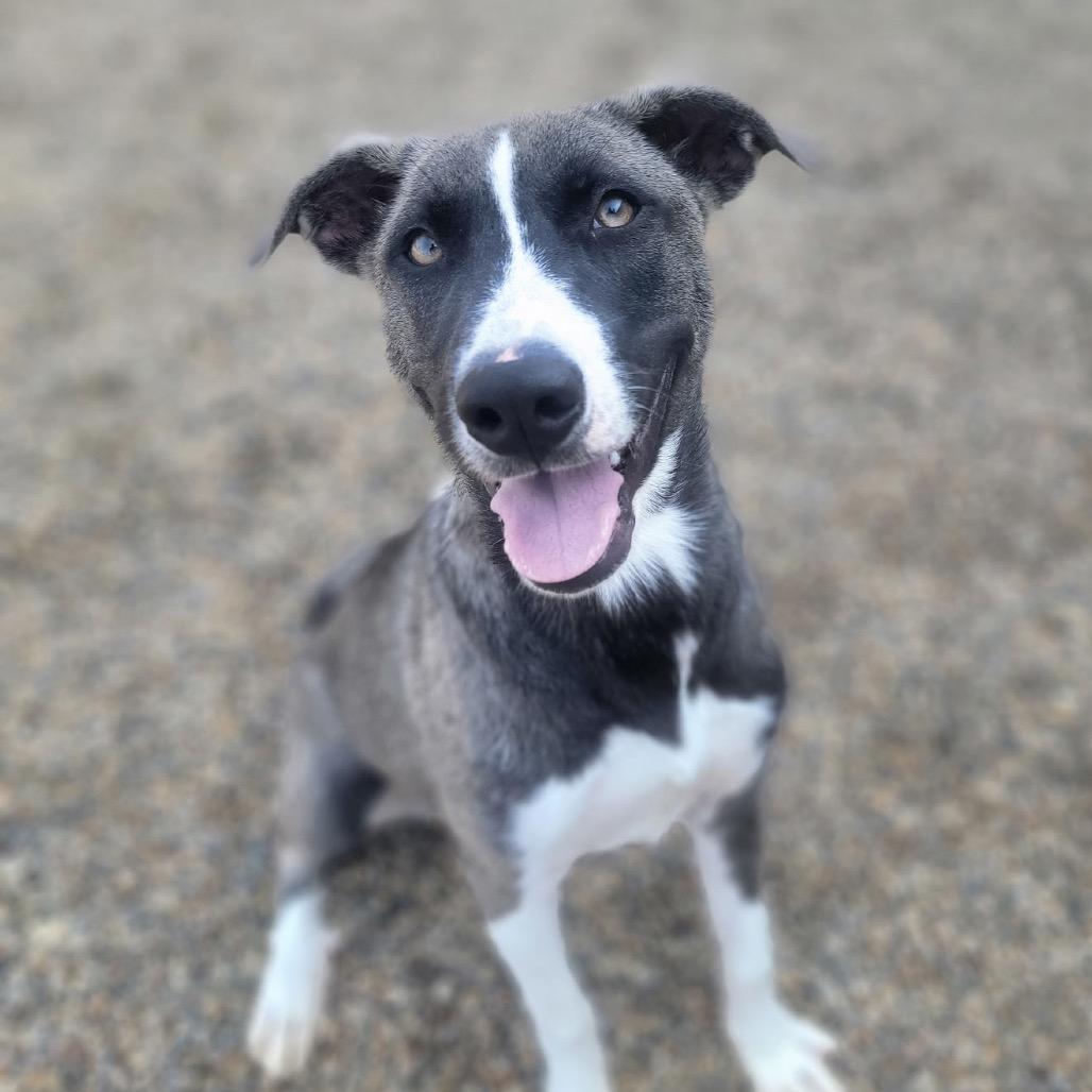 Enlarge Patty, a Adoptable mixed breed in Portage, MI image 2/6