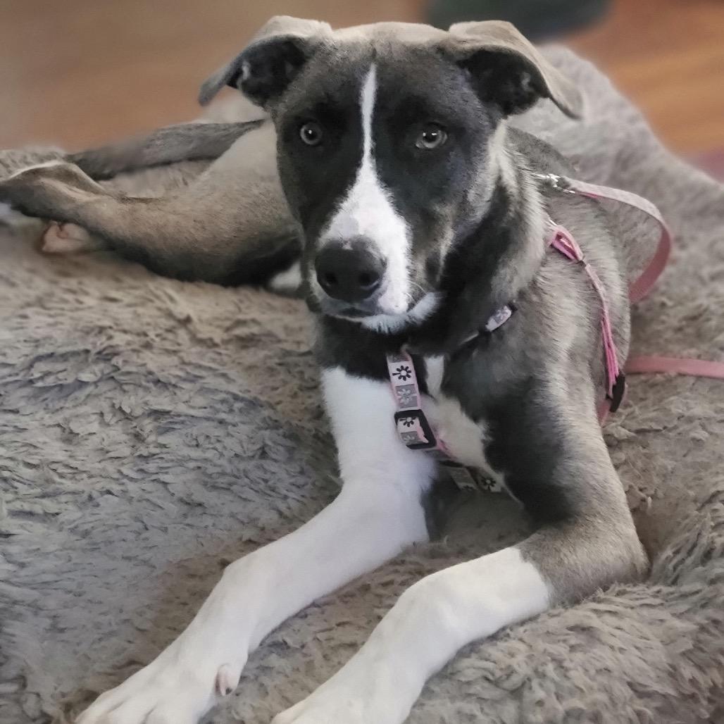 Enlarge Patty, a Adoptable mixed breed in Portage, MI image 3/6