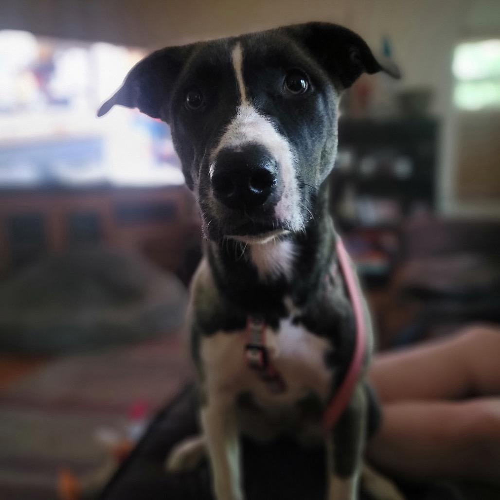 Enlarge Patty, a Adoptable mixed breed in Portage, MI image 4/6